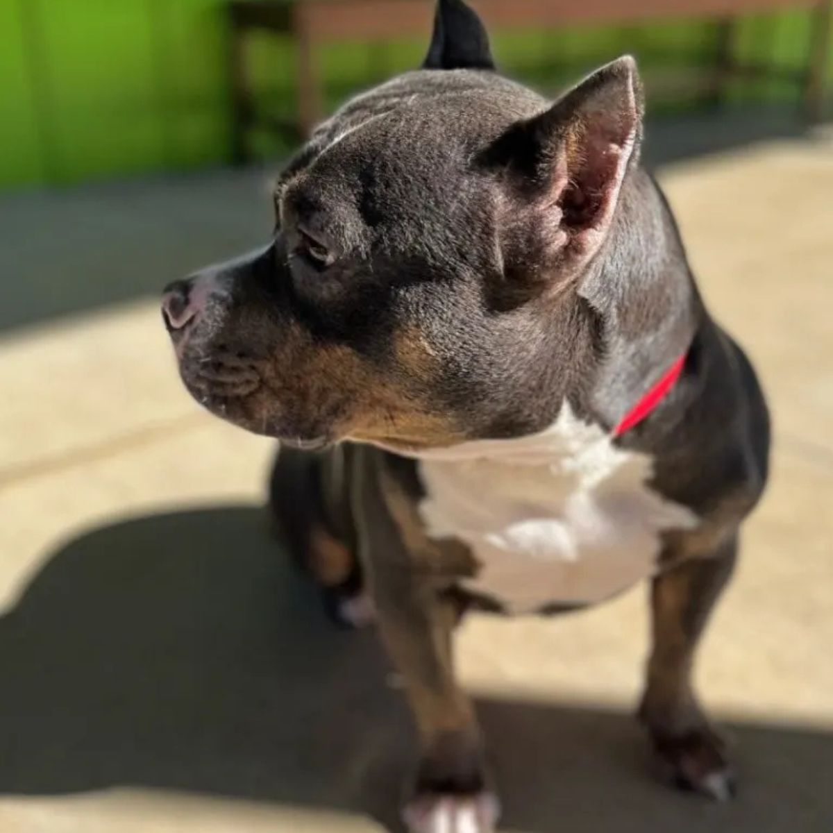 dog looking to the side