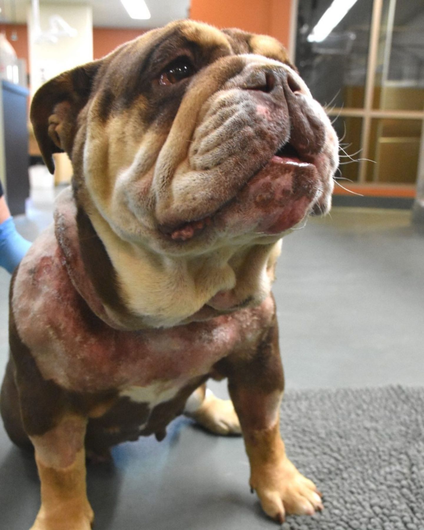 dog looking up