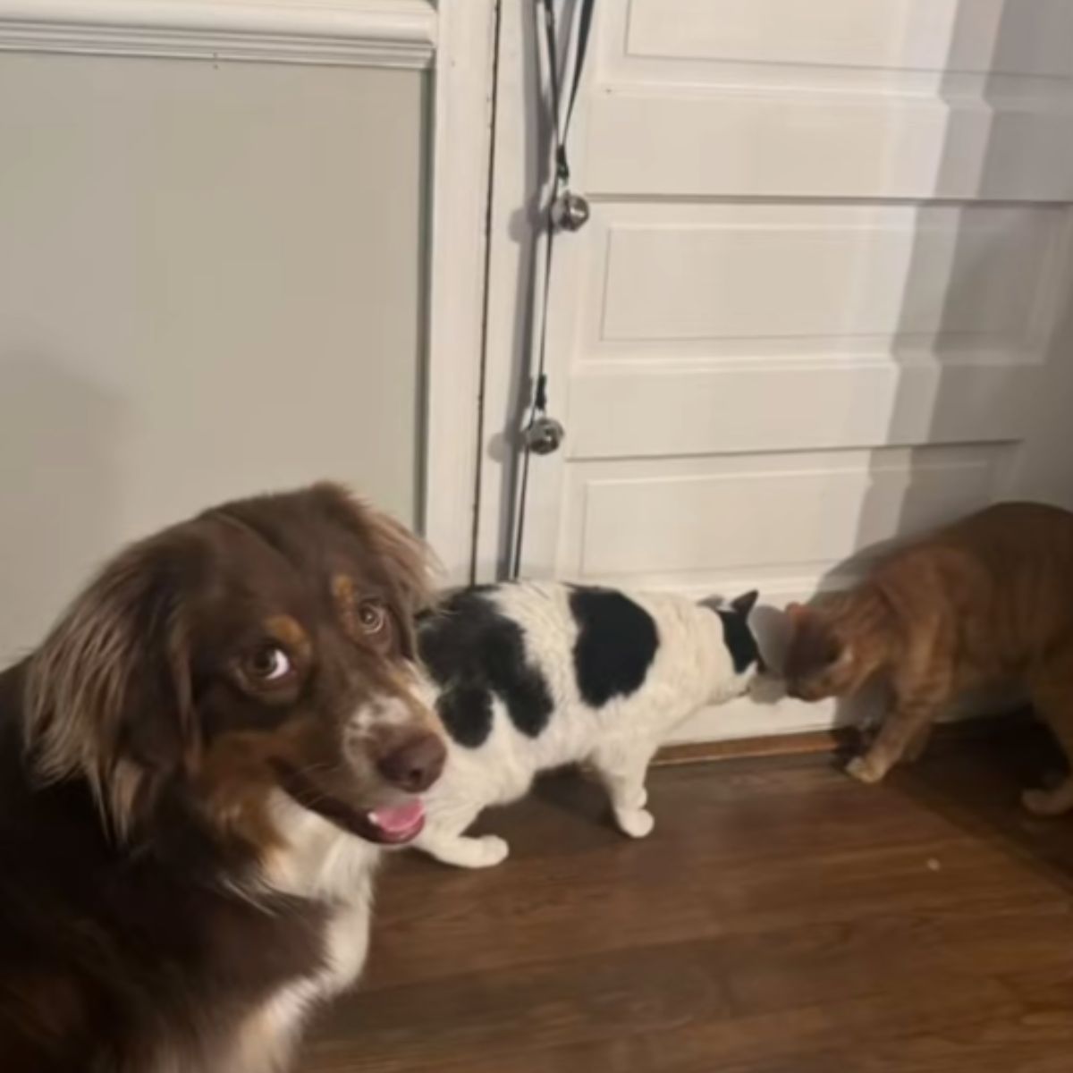 dog looking with two cats