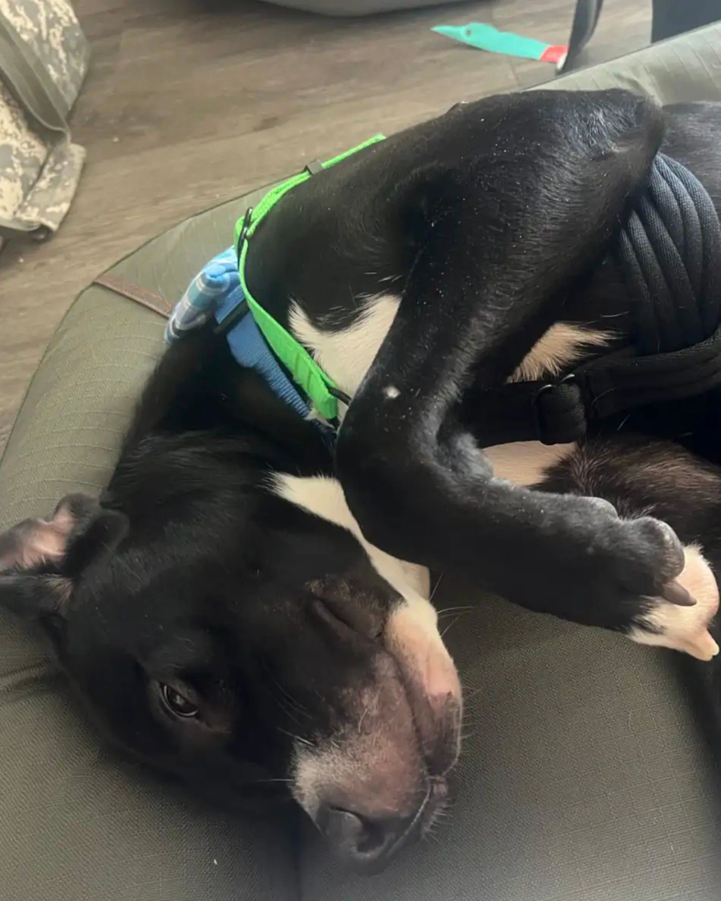 dog lying