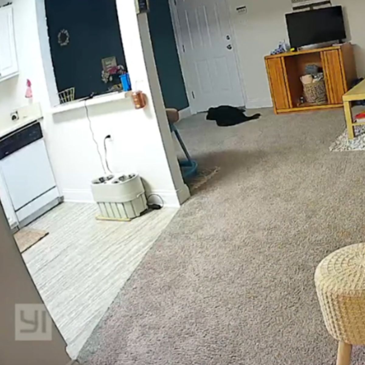 dog lying by the door