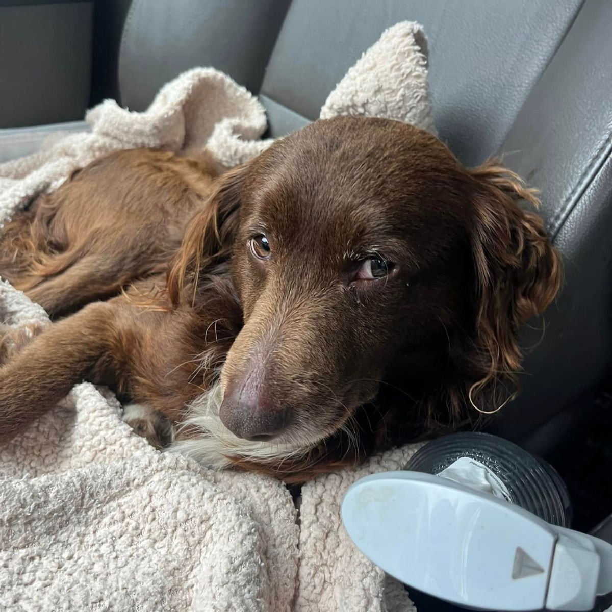 dog lying in a car