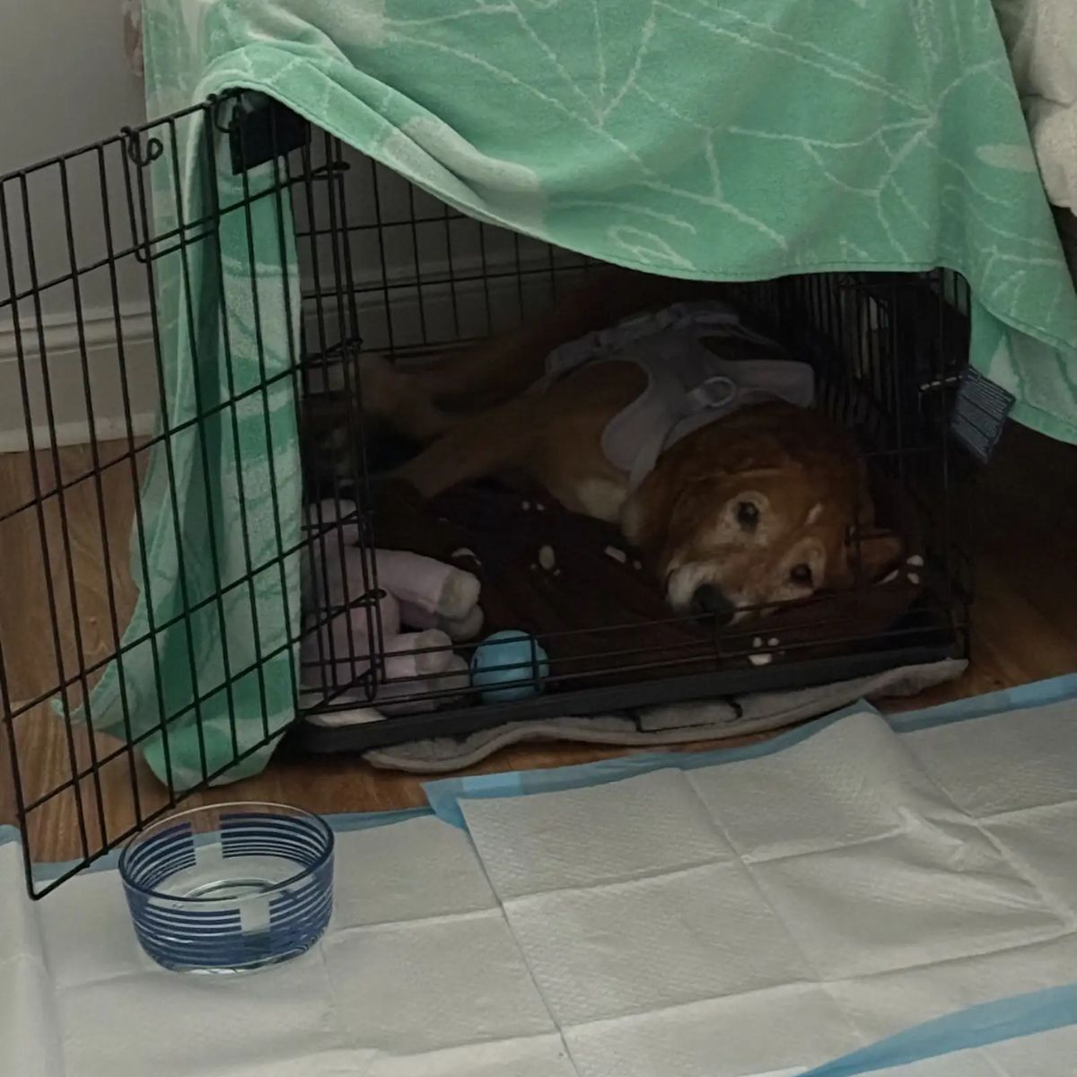 dog lying in a kennel