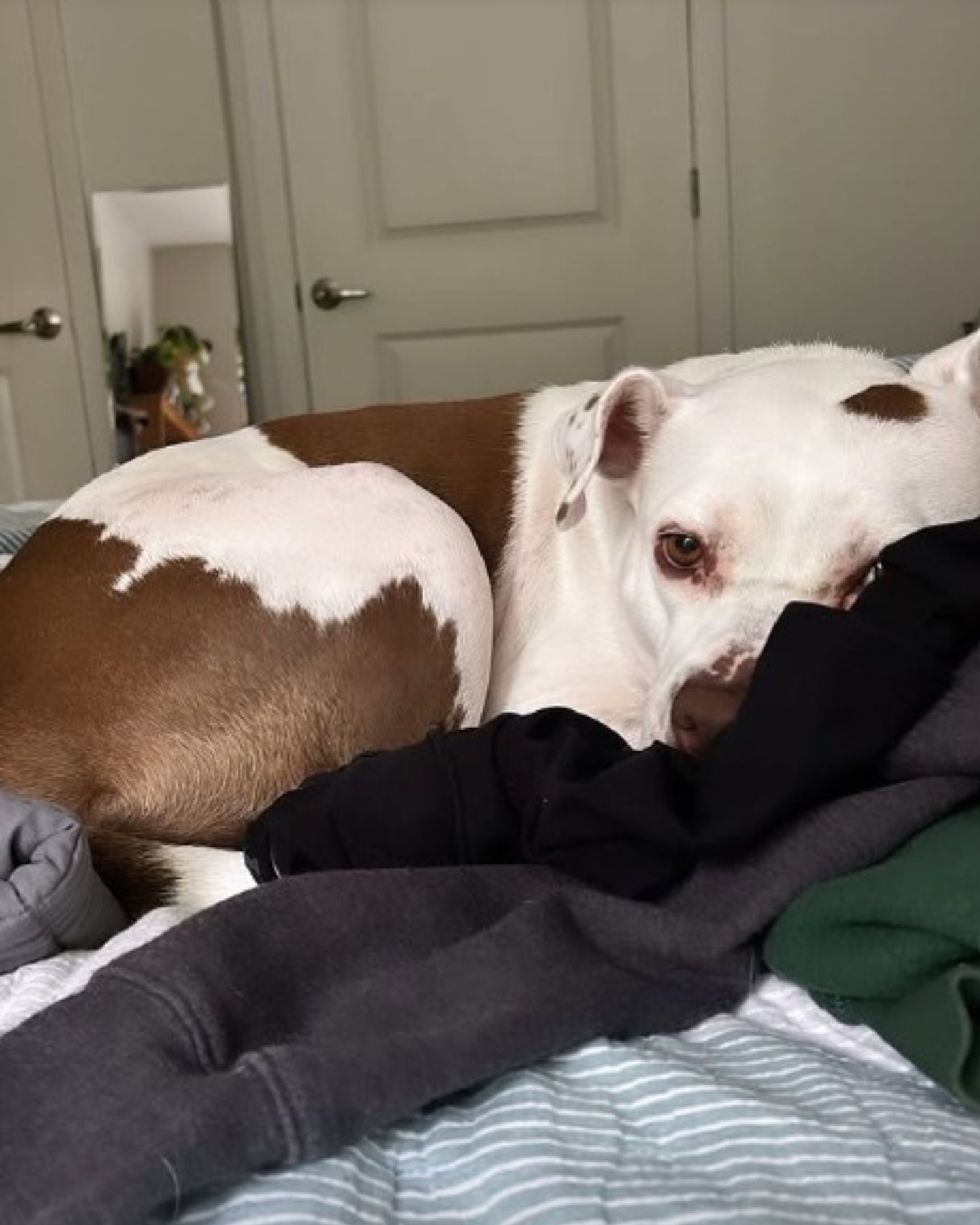 dog lying in bed
