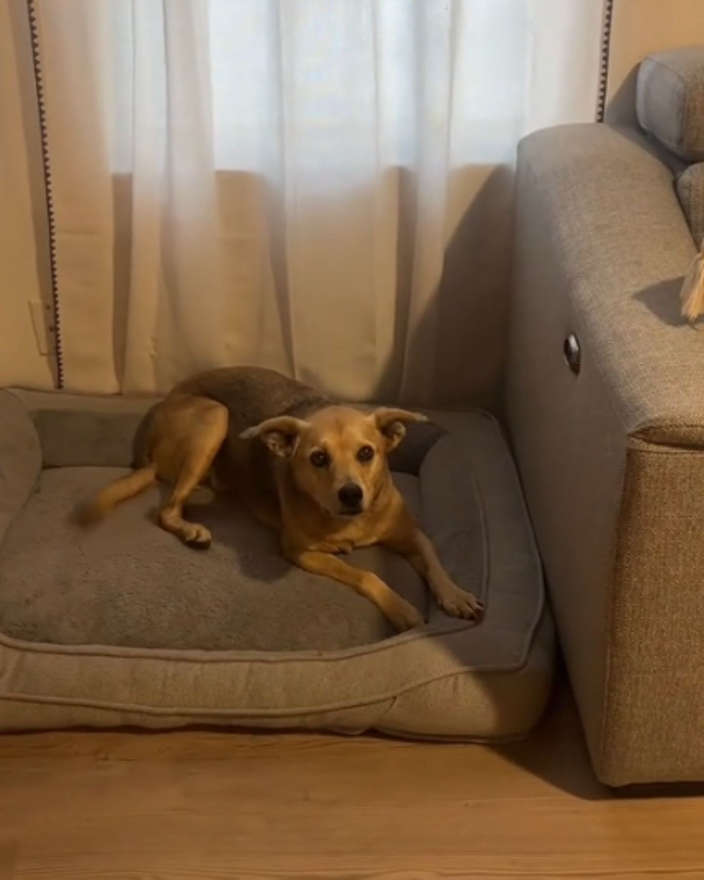 dog lying in dog bed