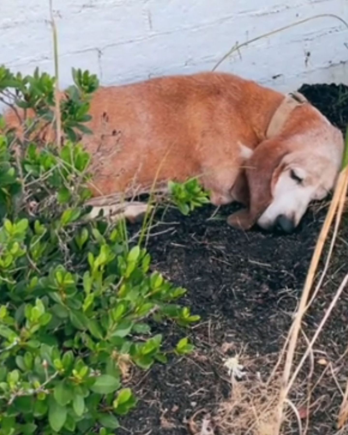 dog lying in flower bed