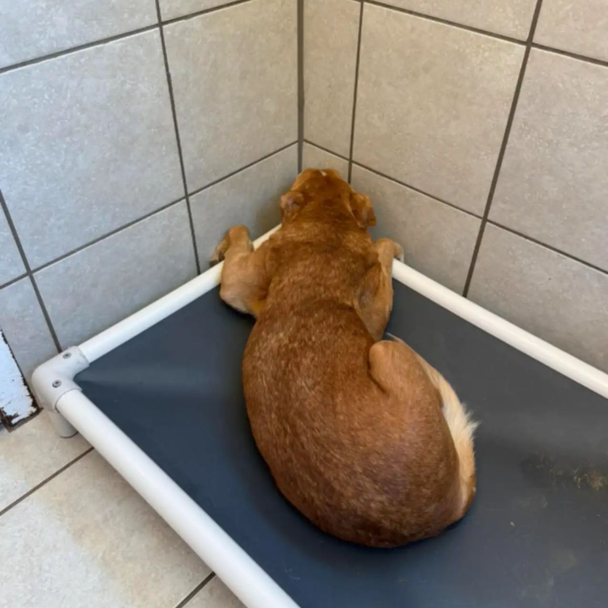 dog lying in the corner