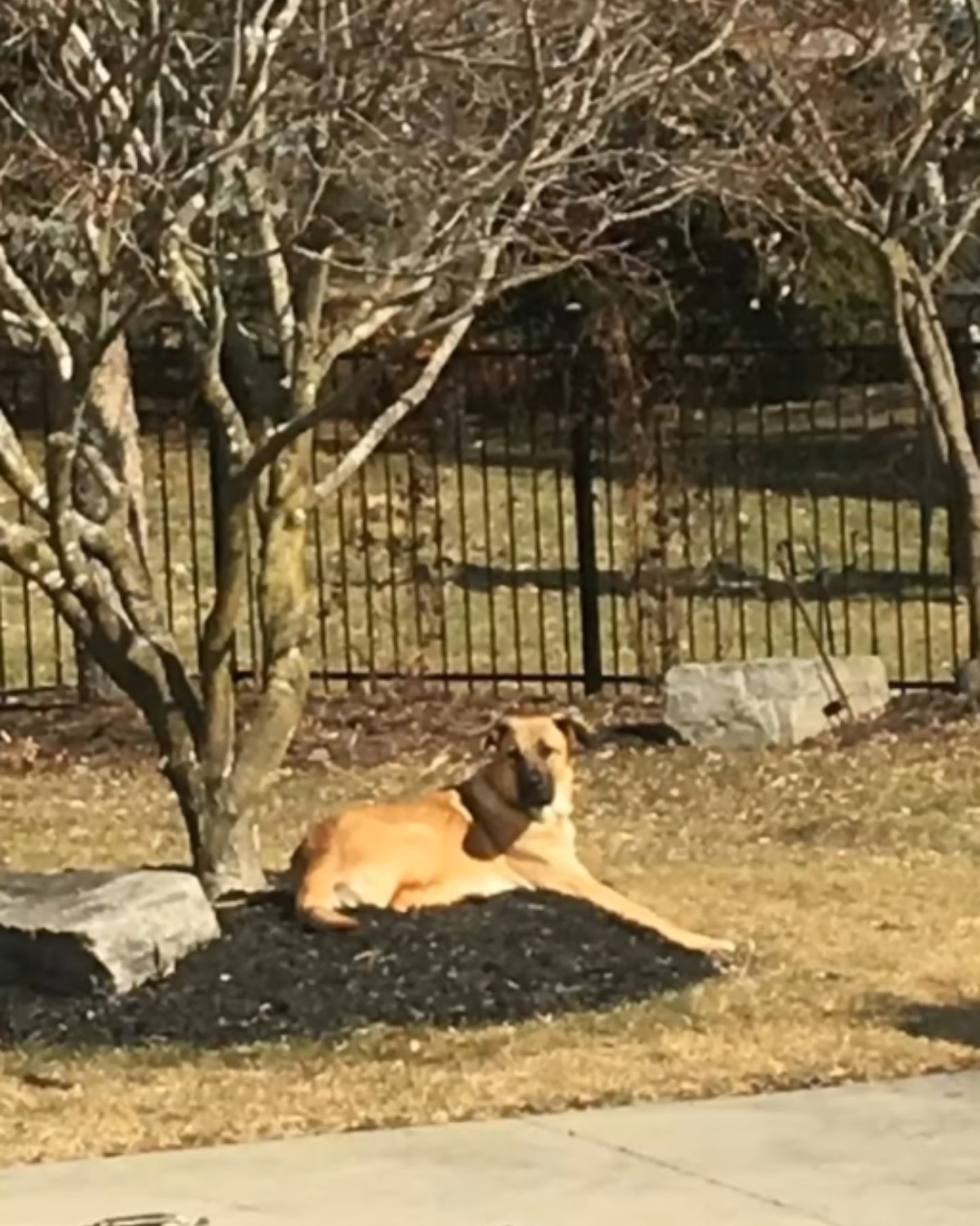 dog lying in the yard