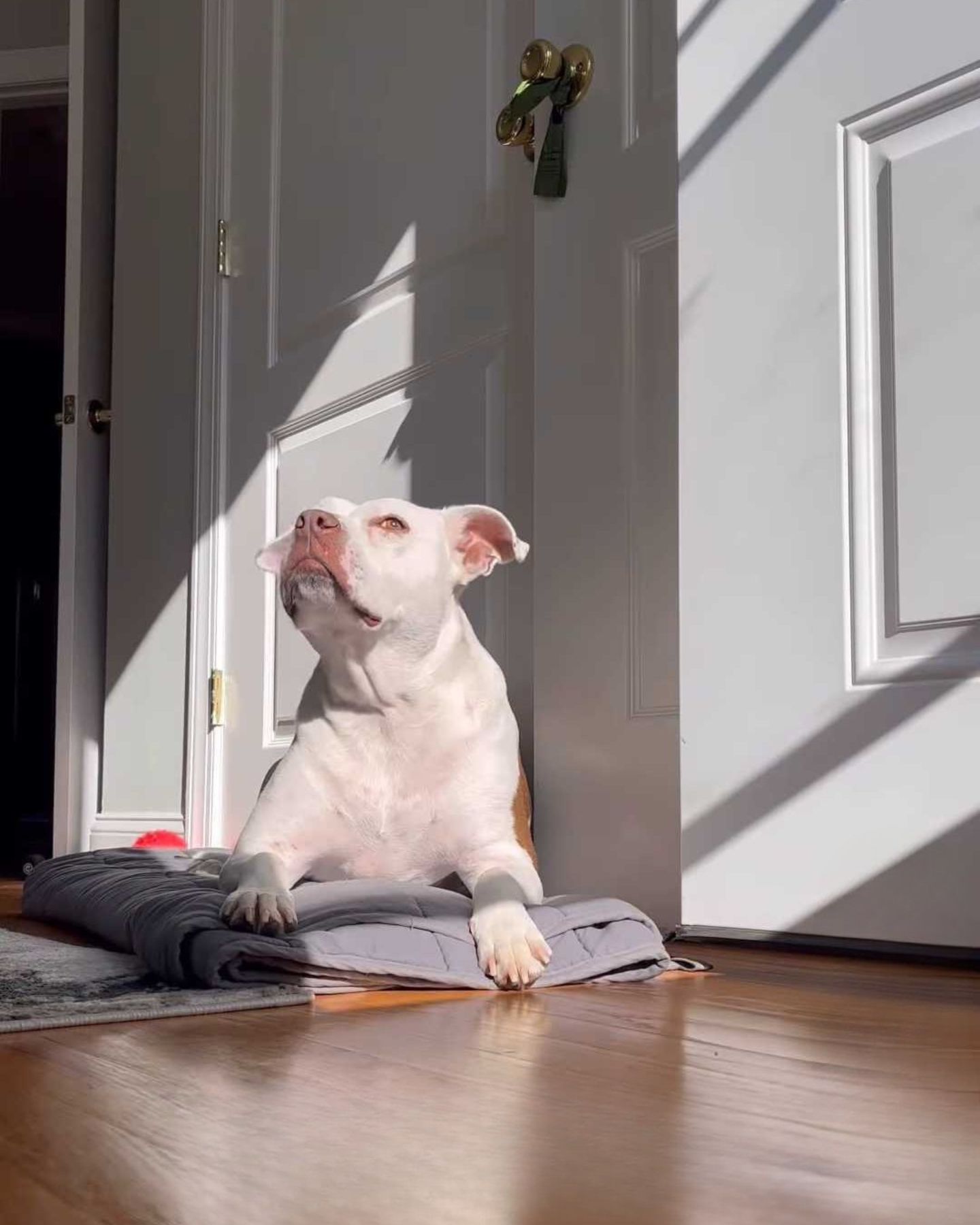 dog lying indoors