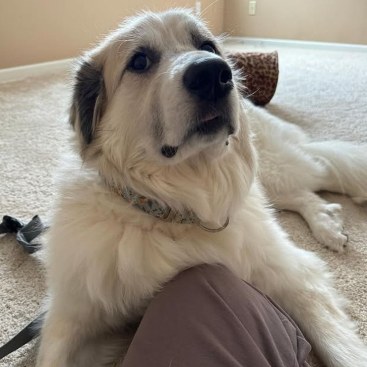 dog lying indoors