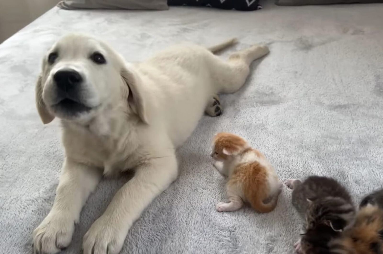 dog lying next to kittens