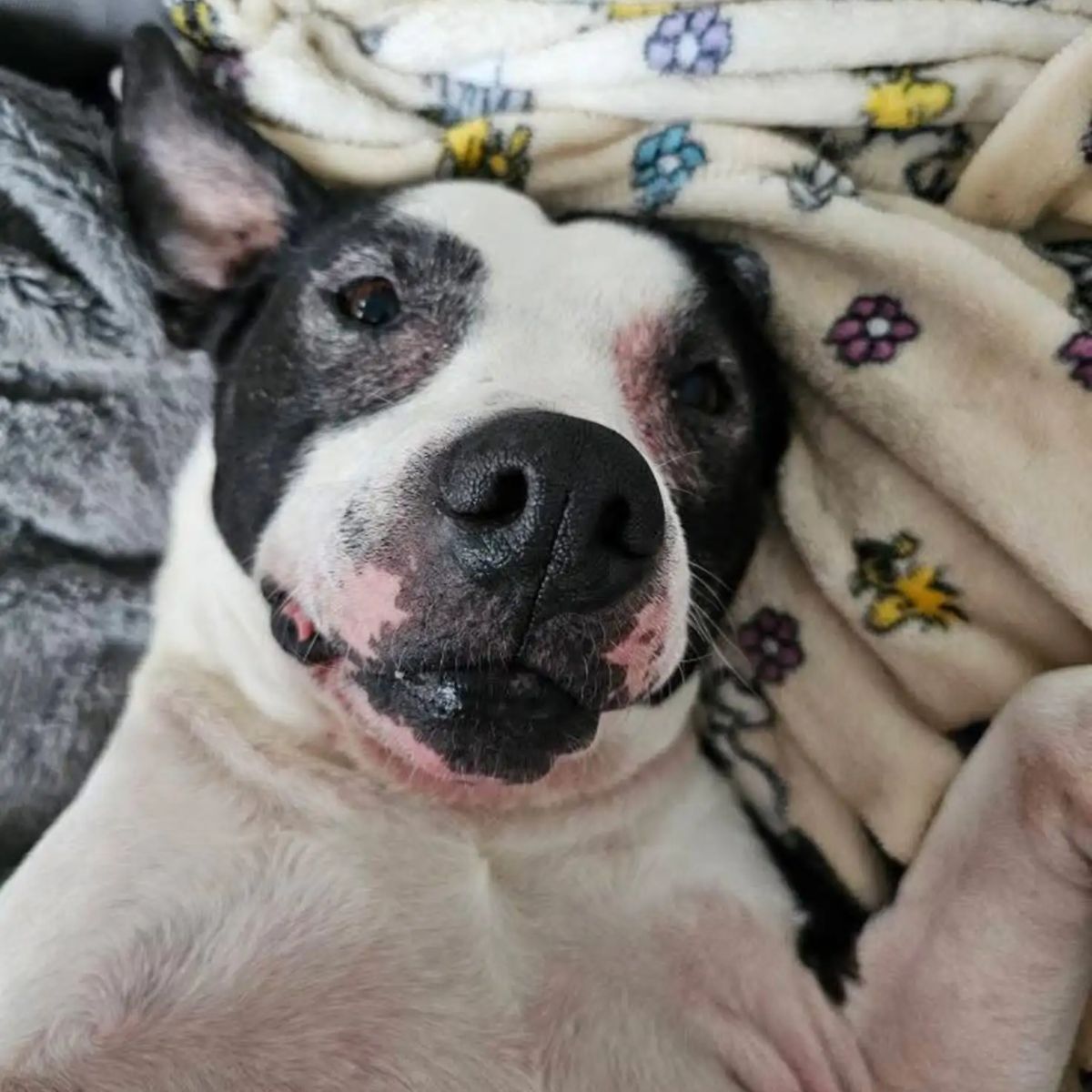 dog lying on a blanket