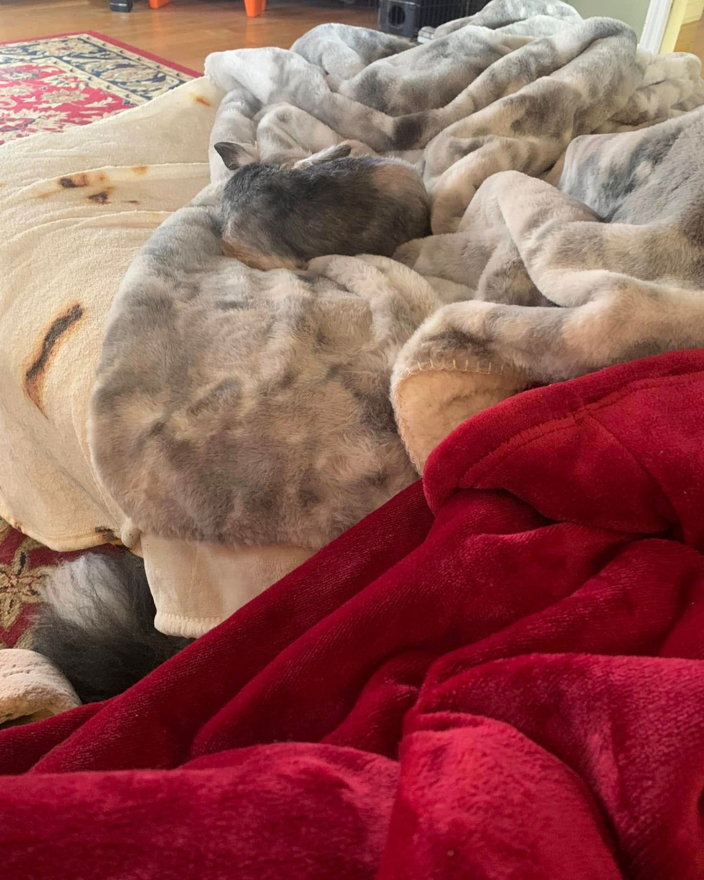 dog lying on a blanket