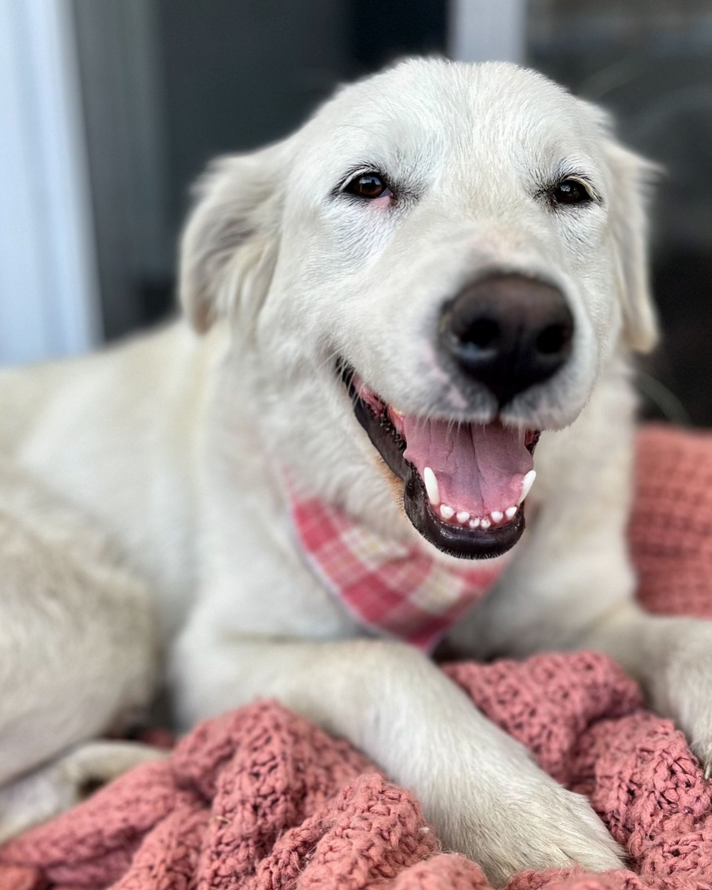 dog lying on blanket
