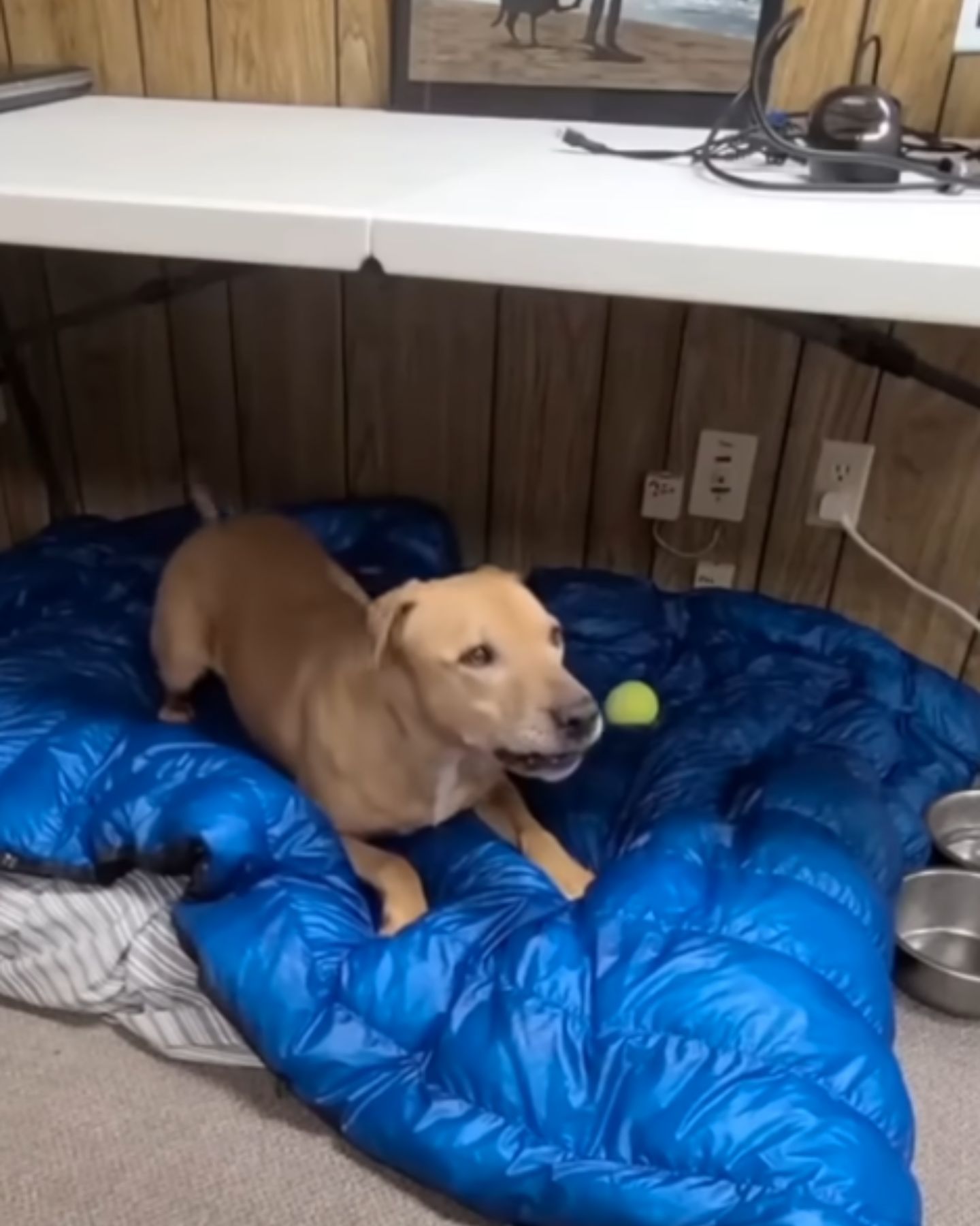dog lying on blue blanket