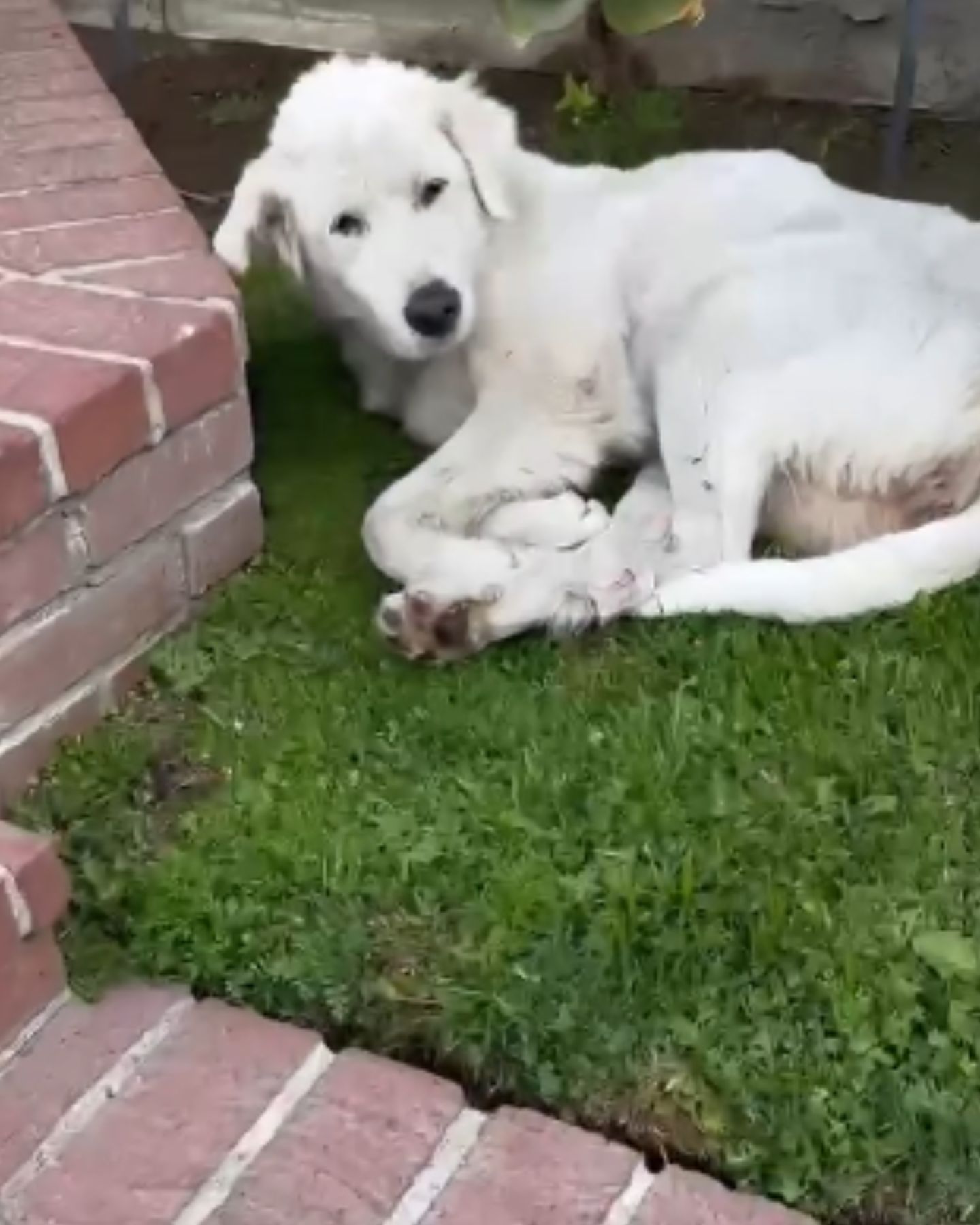 dog lying on grass