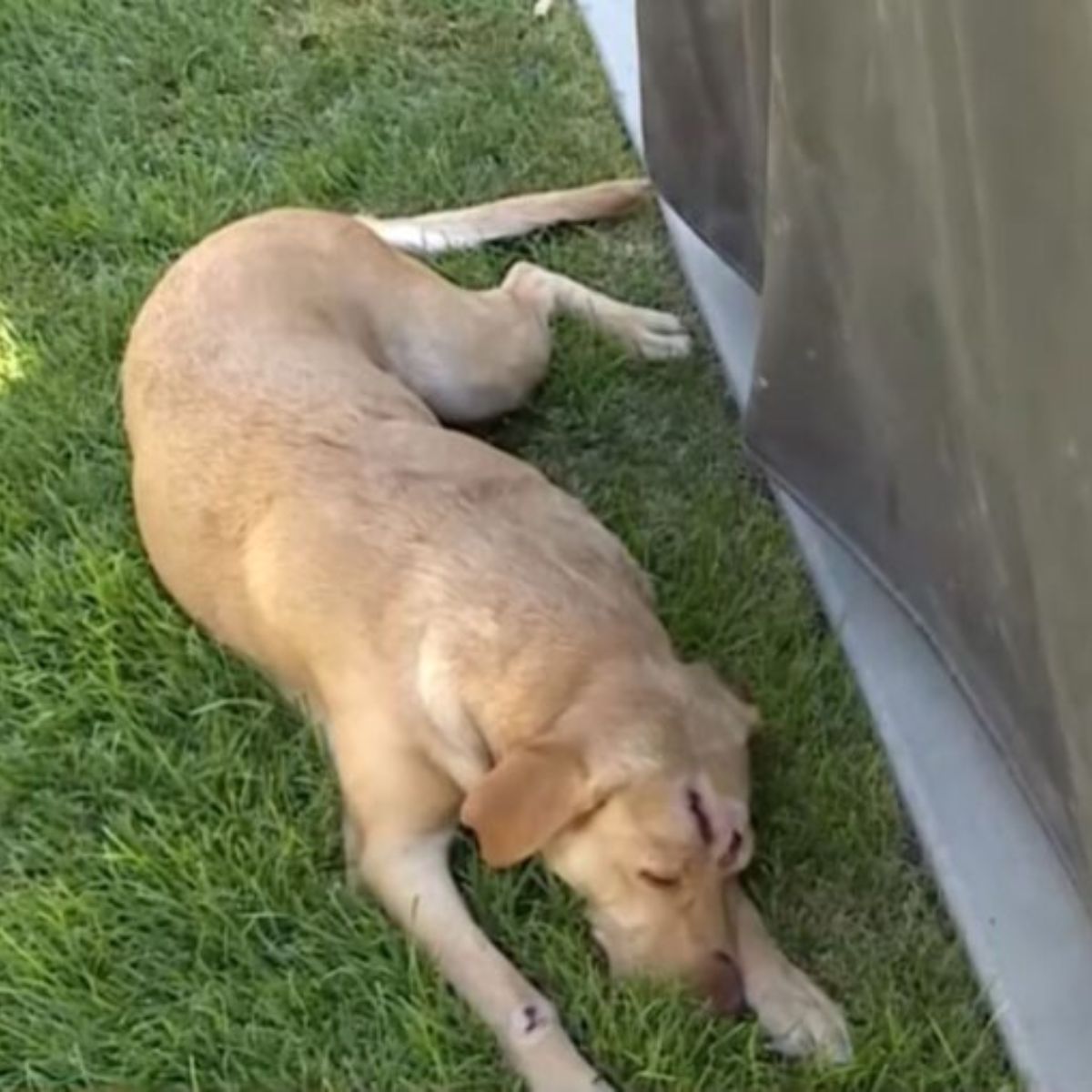dog lying on grass