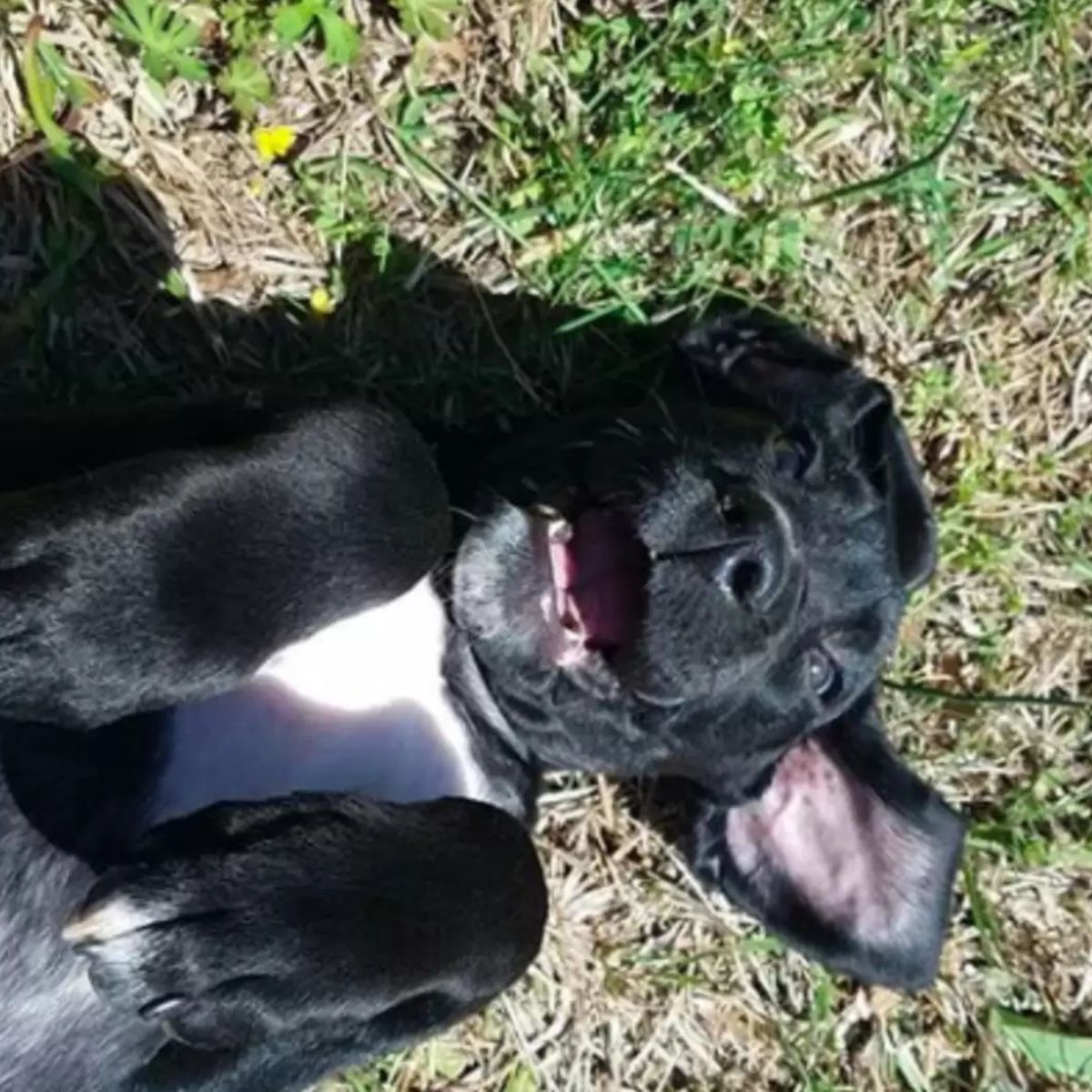 dog lying on grass