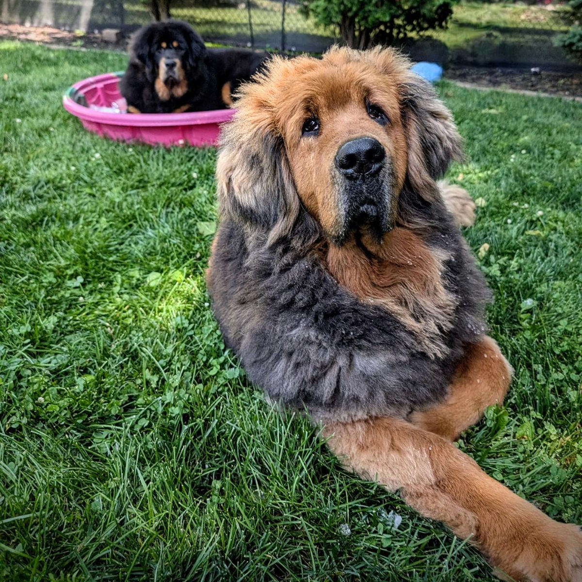 dog lying on grass