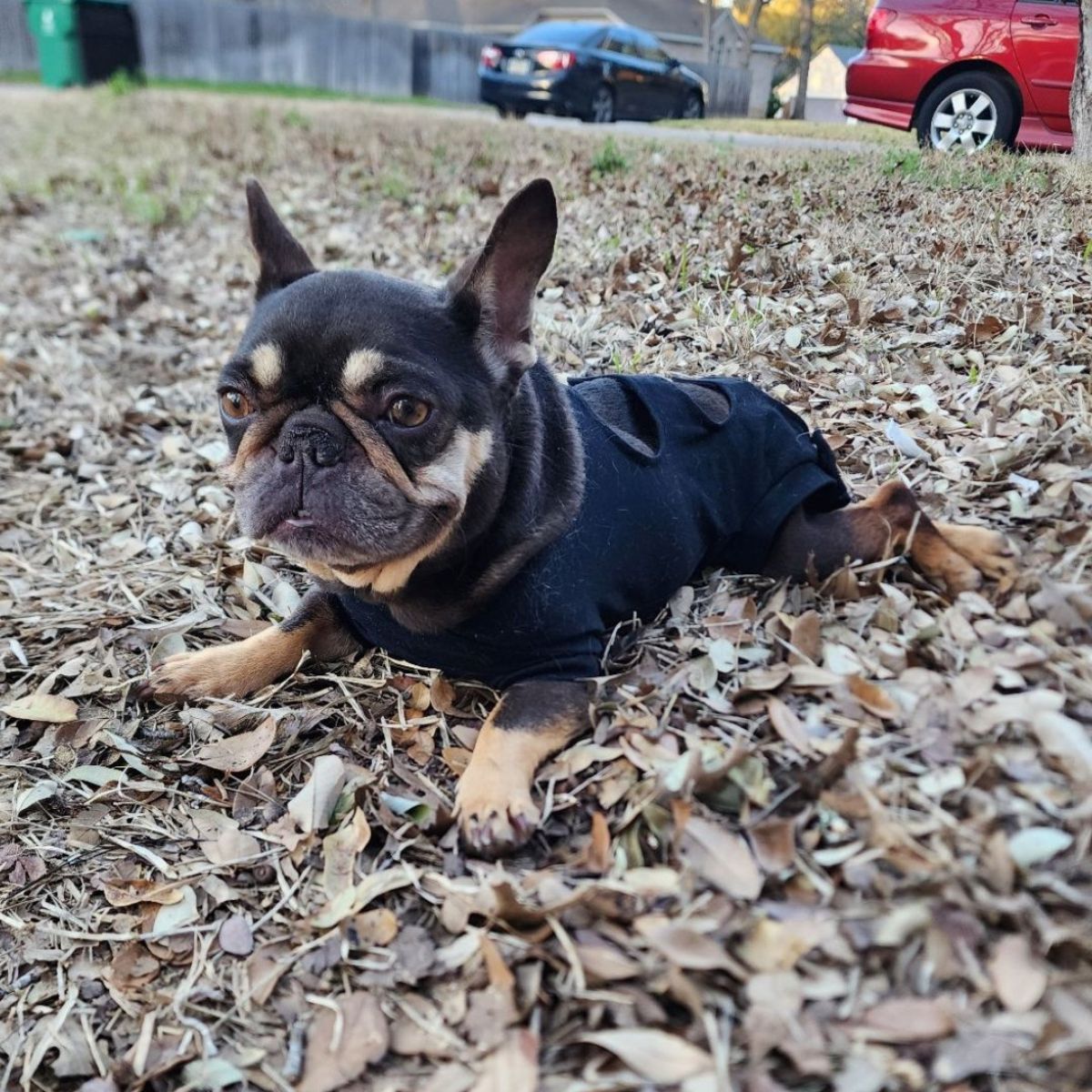 dog lying on leaves