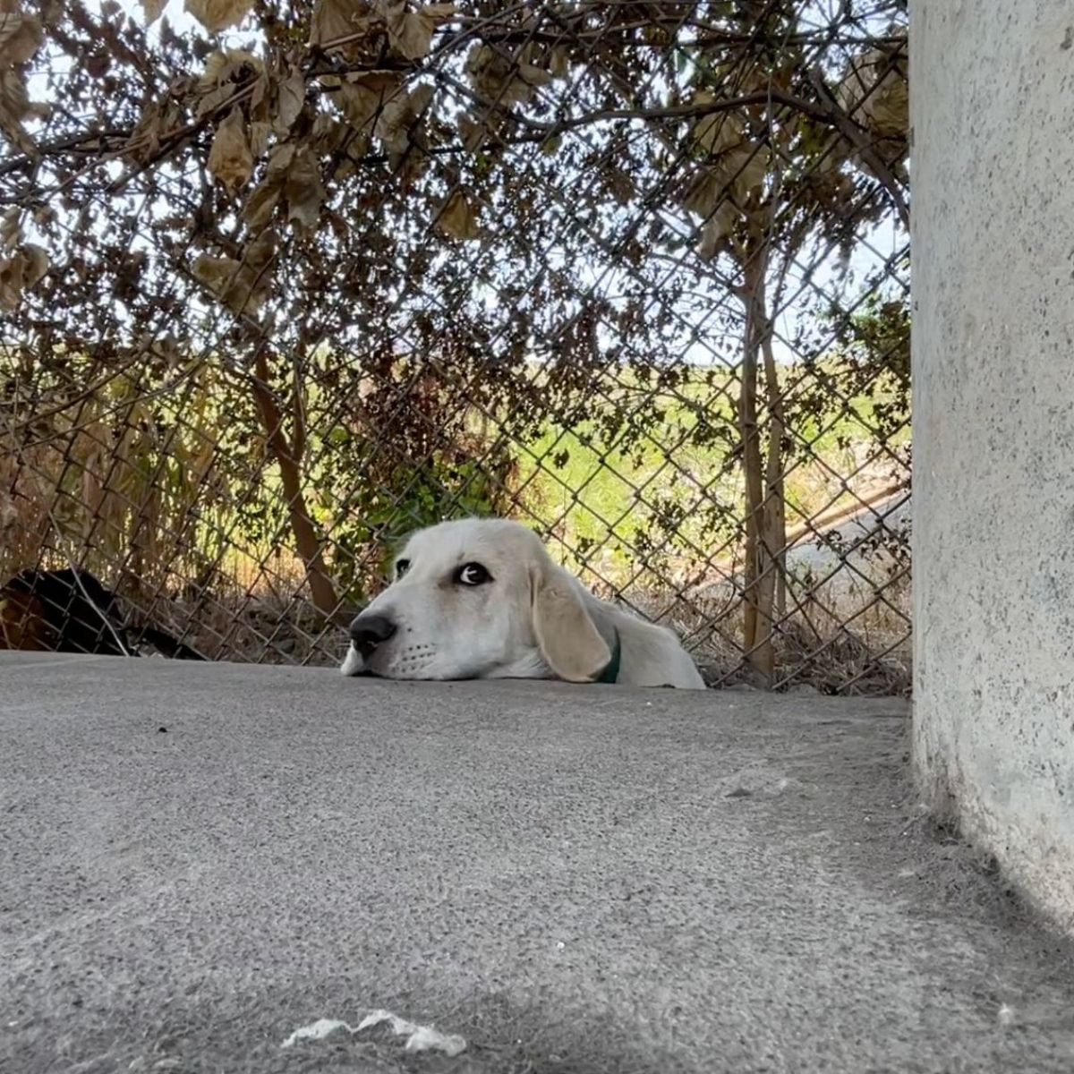 dog lying on the ground