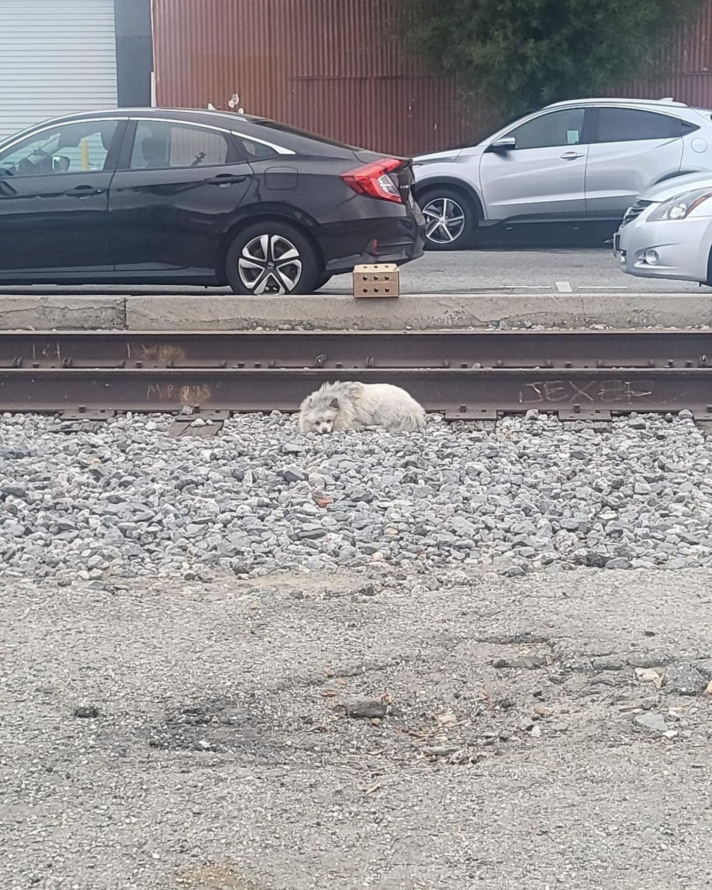 dog lying on train tracks