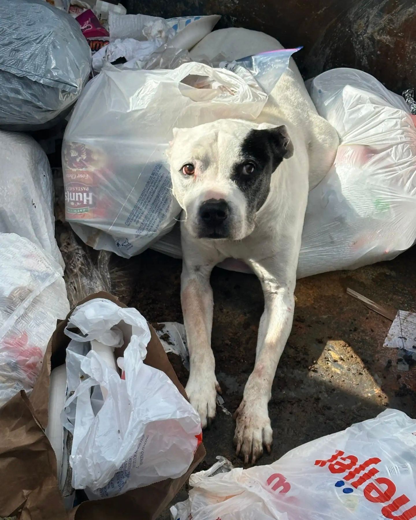 dog lying on trash