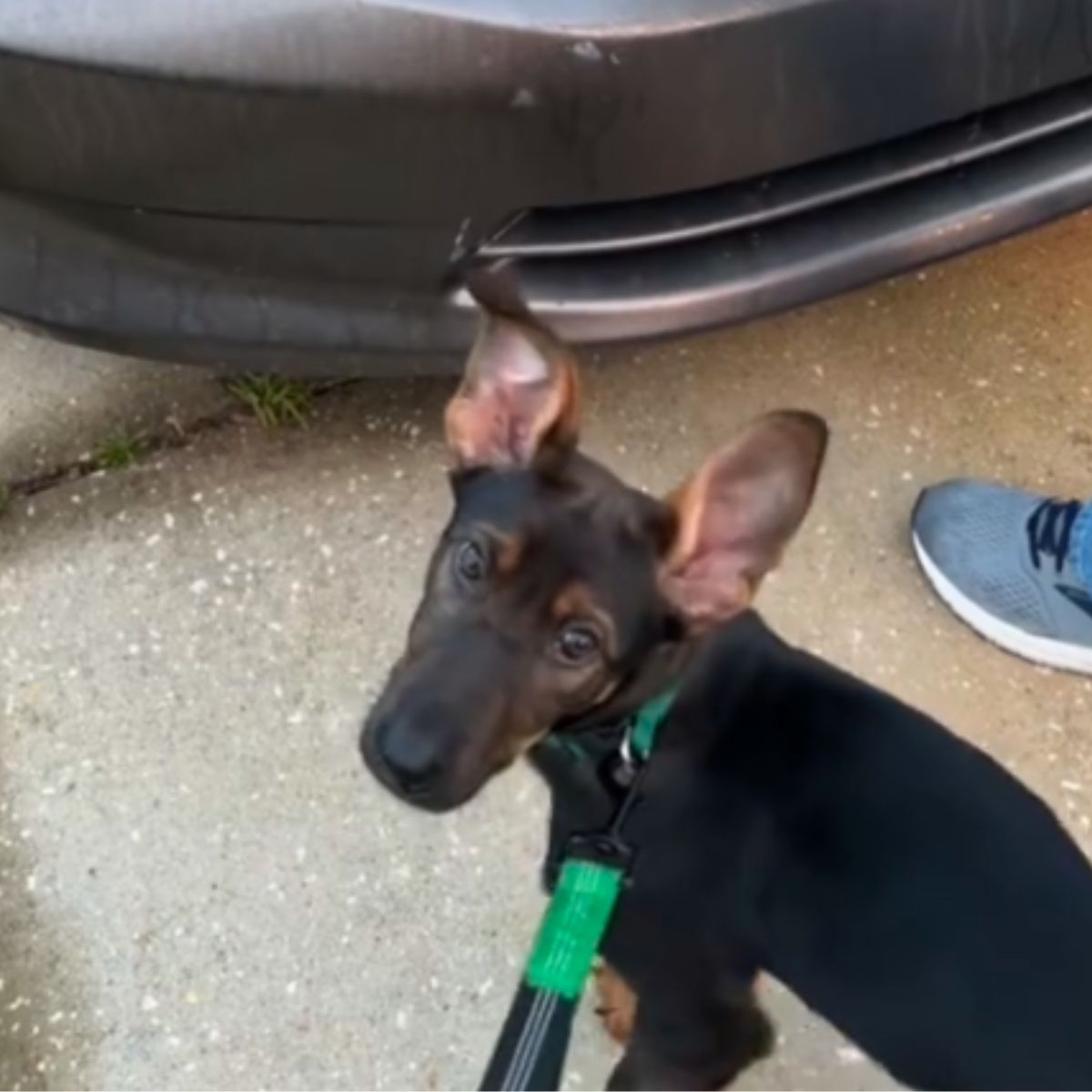 dog next to the car