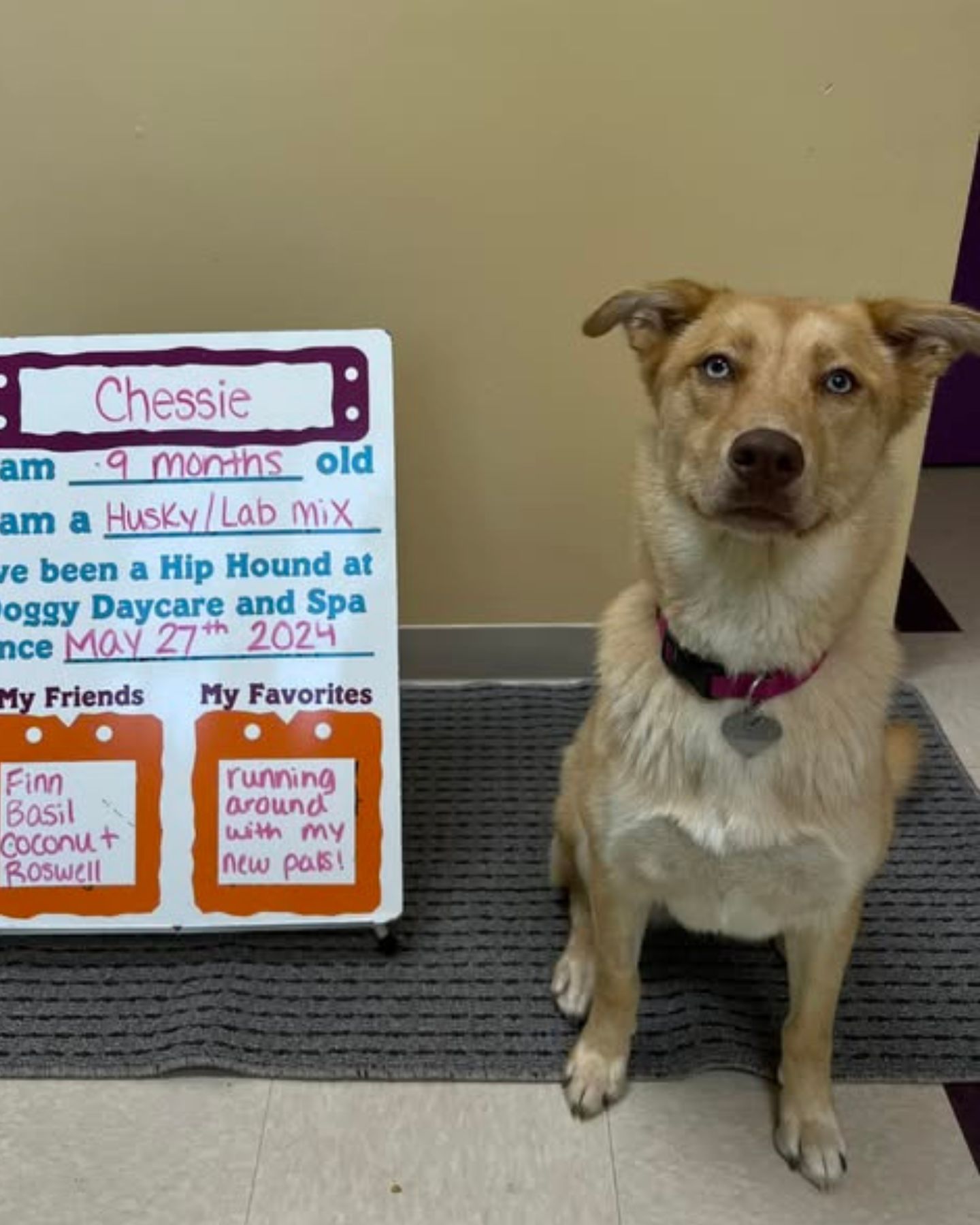 dog next to the paper with his information