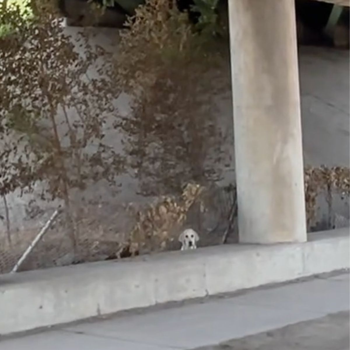 dog on a busy side of the road