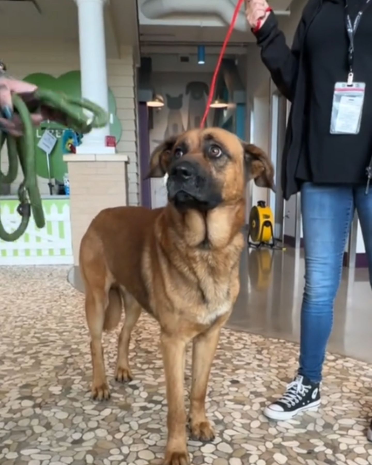 dog on a leash