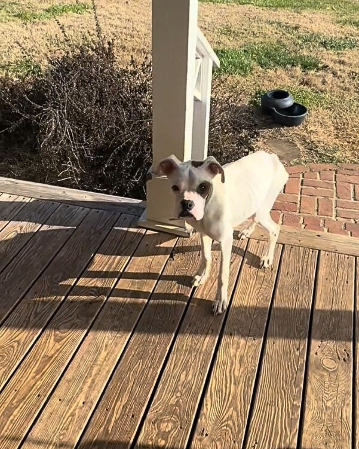 dog on the porch