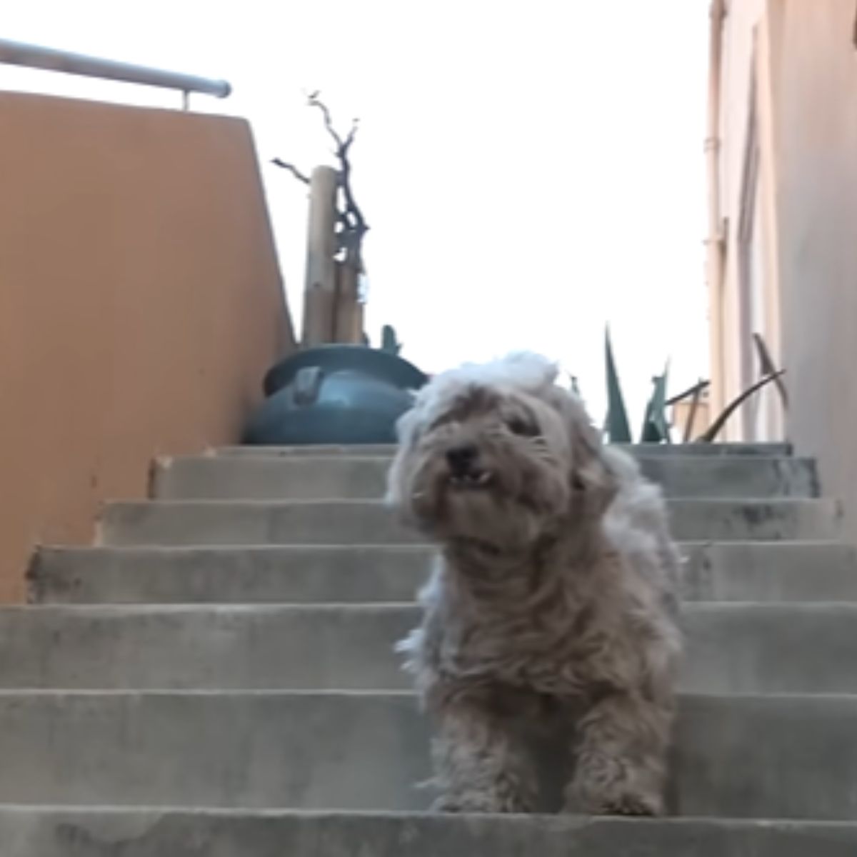 dog on the stairs