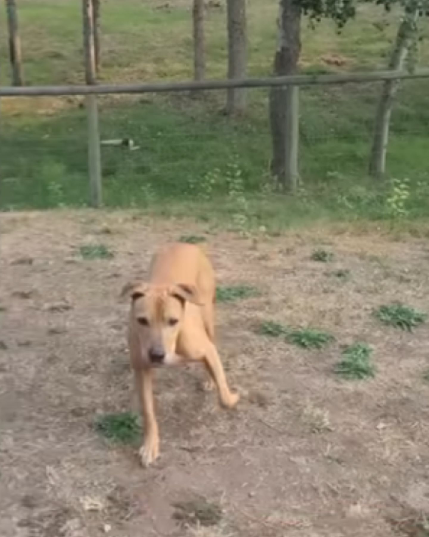 dog outdoors