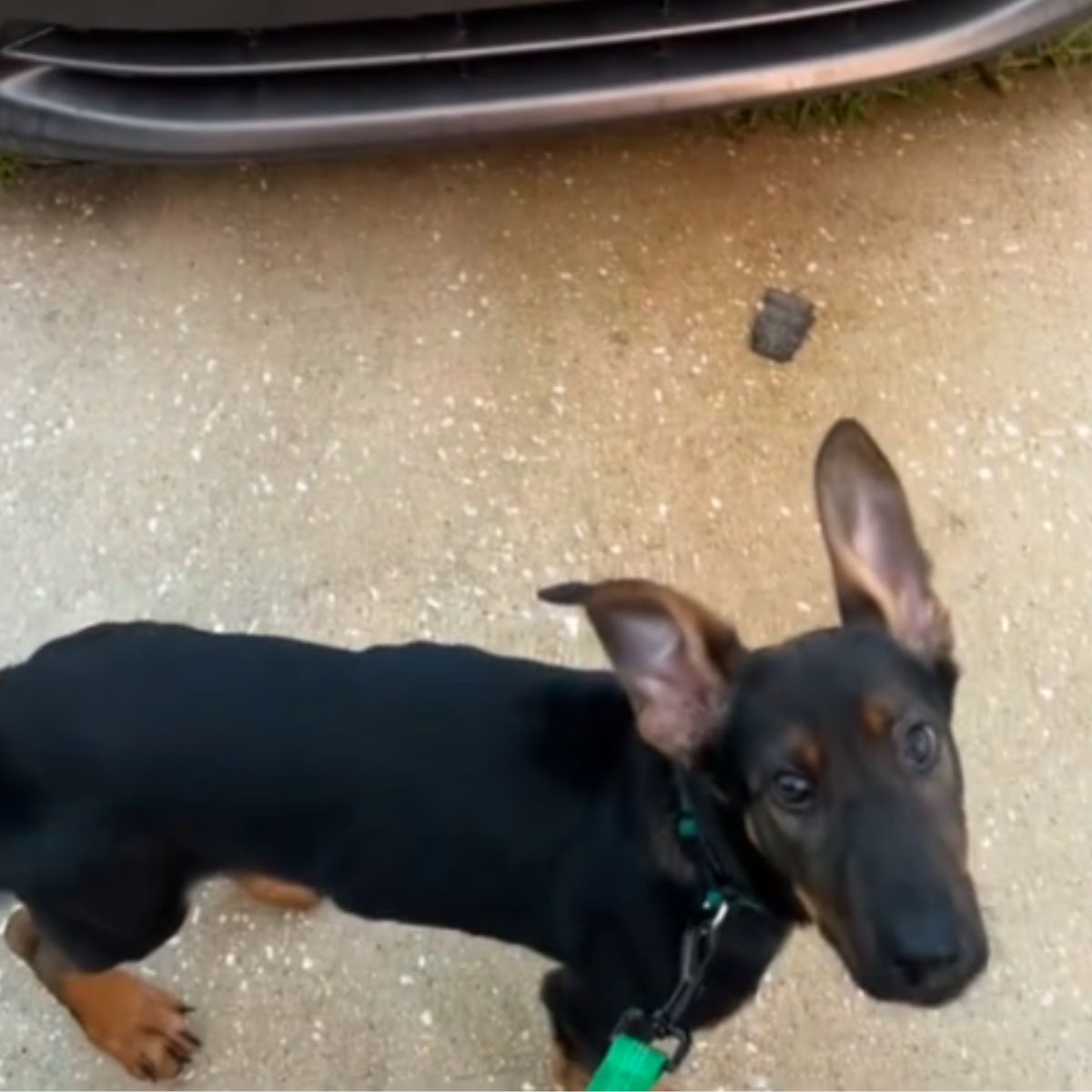 dog panics next to the car