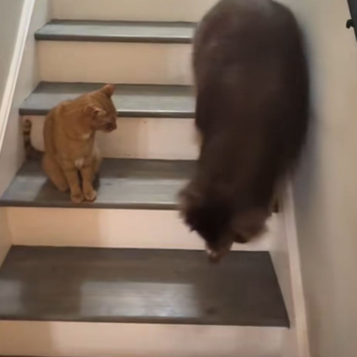 dog passes by the cat