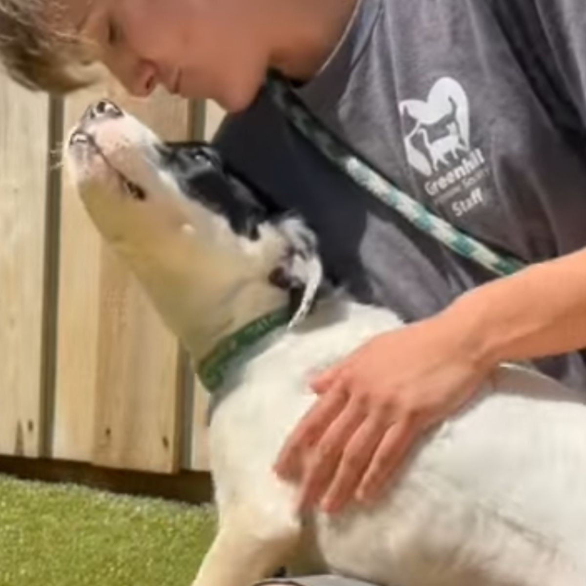 dog playing