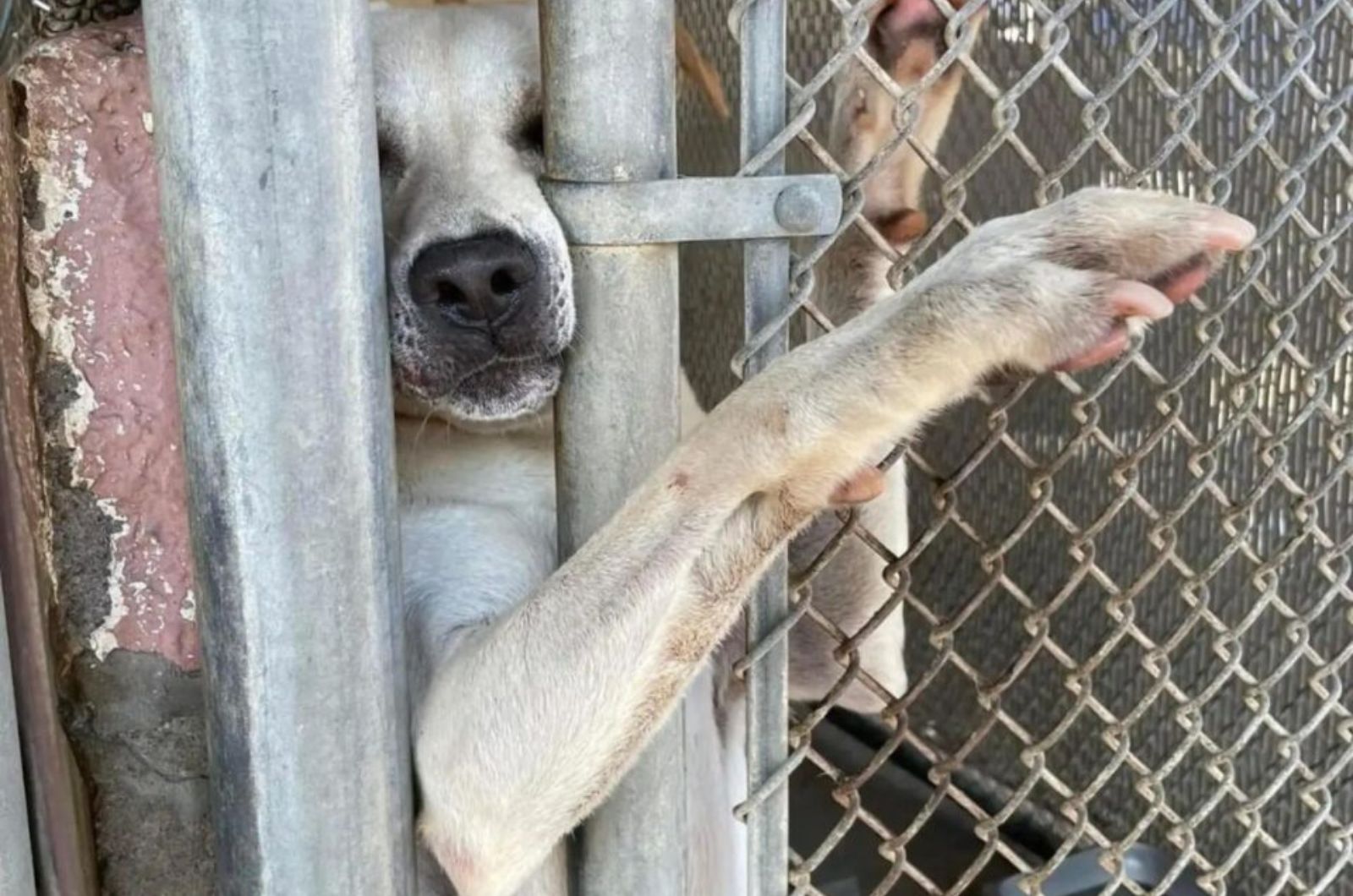 dog reaching with his paw