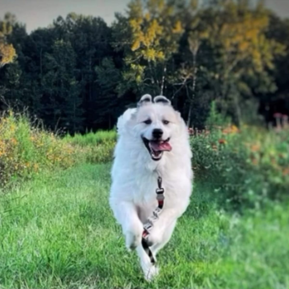 dog running on grass