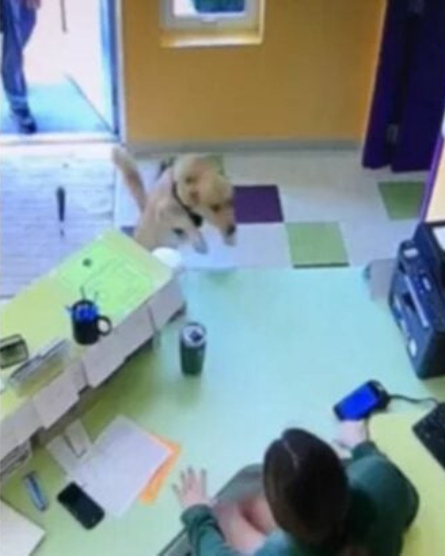 dog runs into the day care
