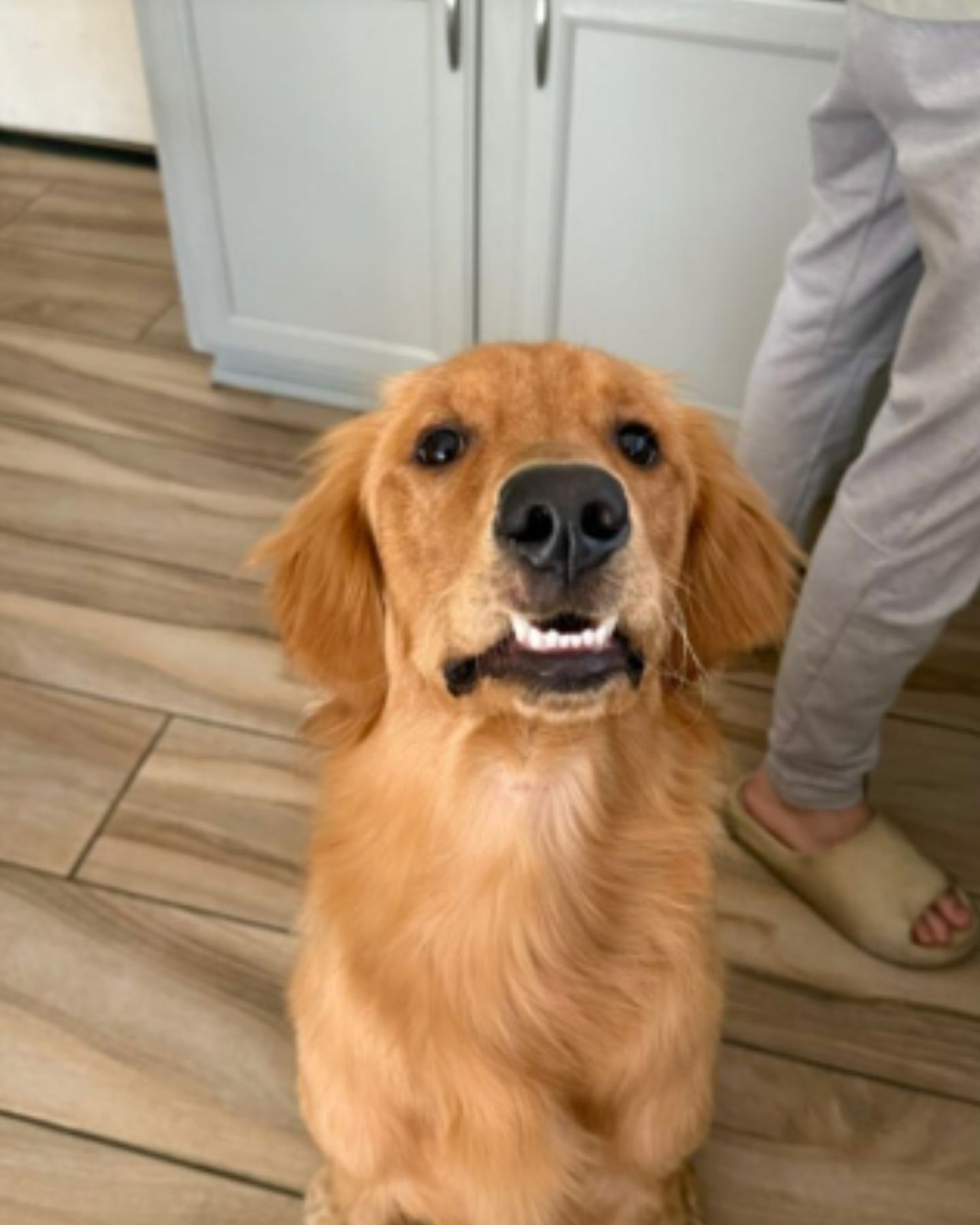 dog sits and shows his teeth