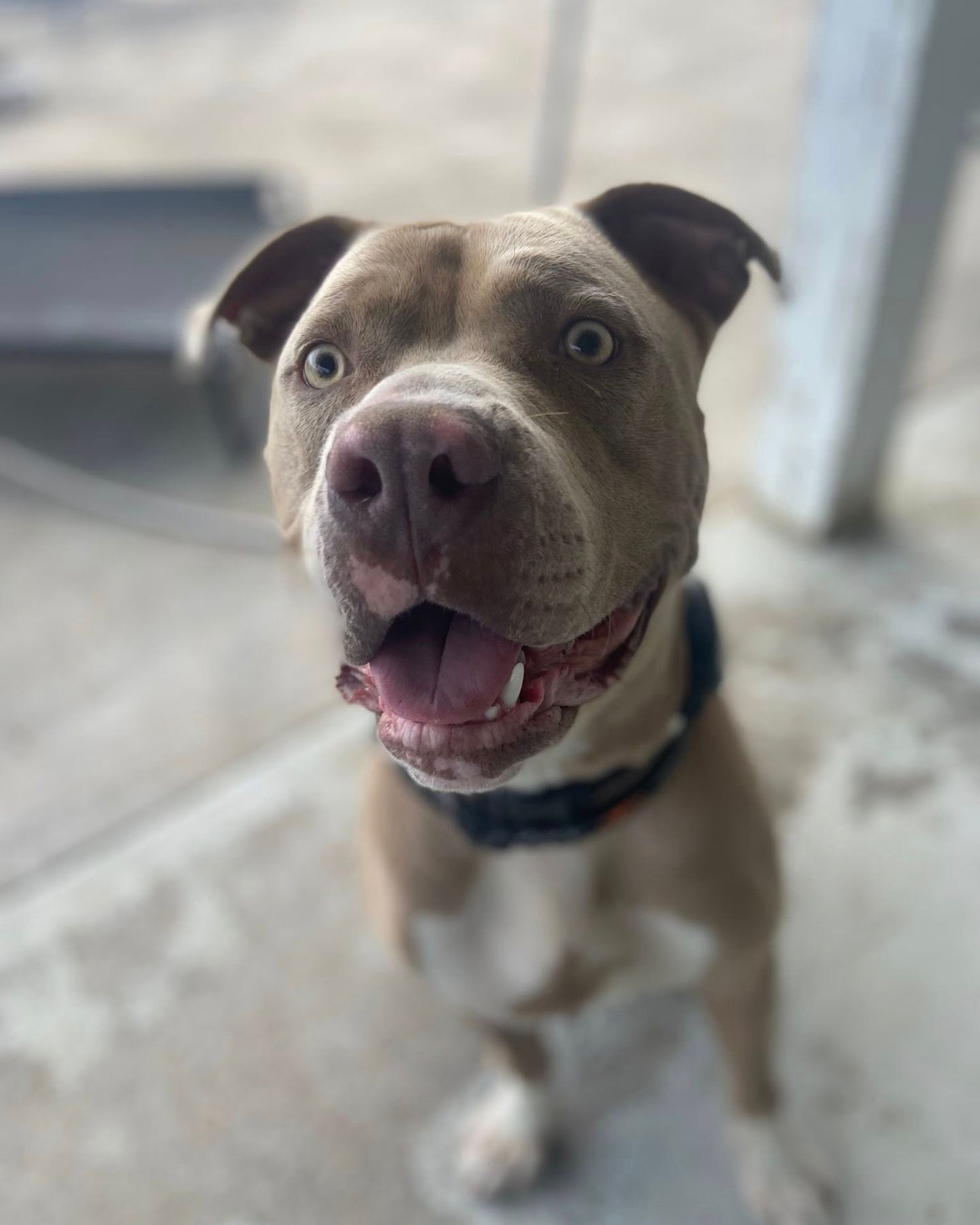 dog sitting and looking at the camera