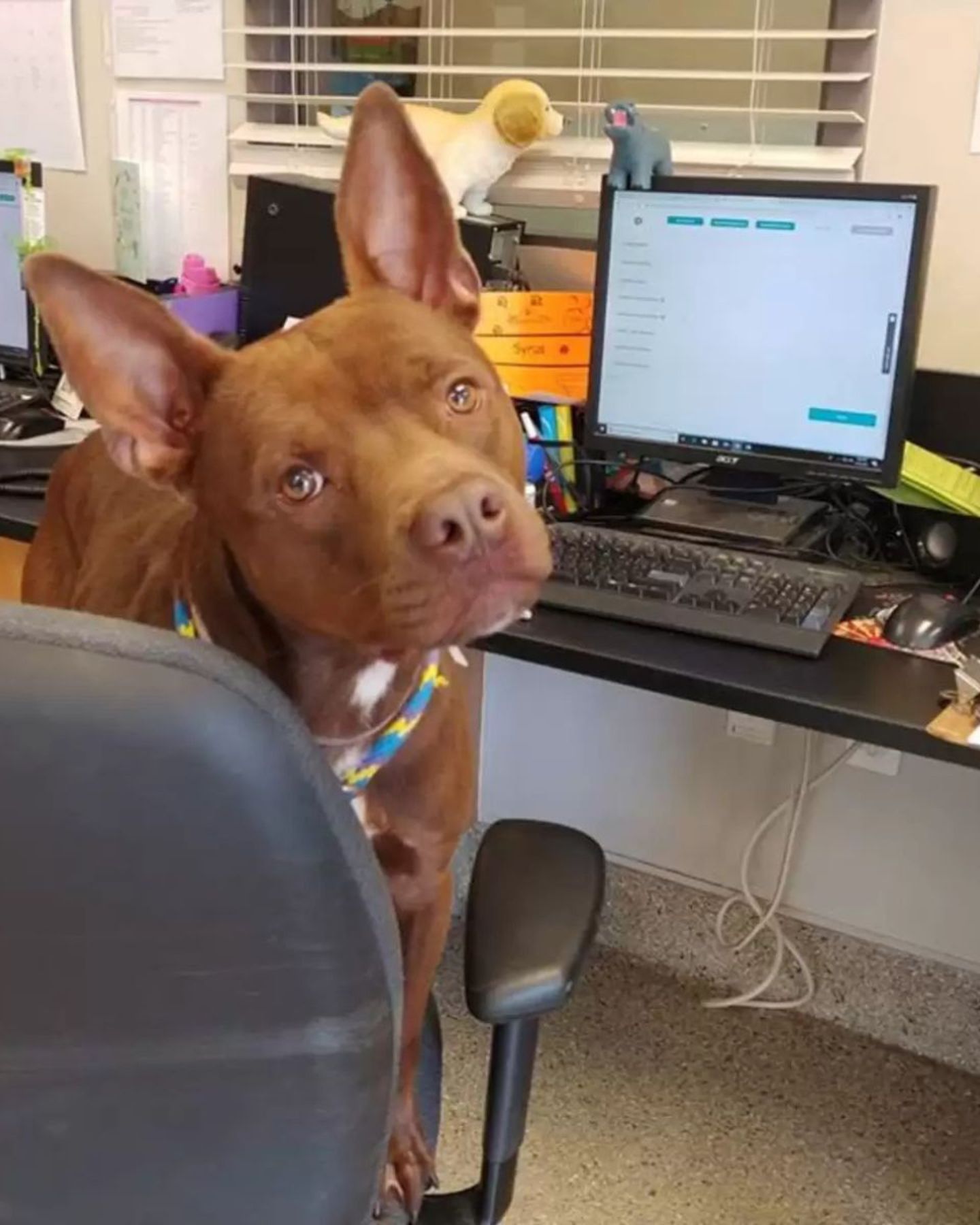 dog sitting in a chair