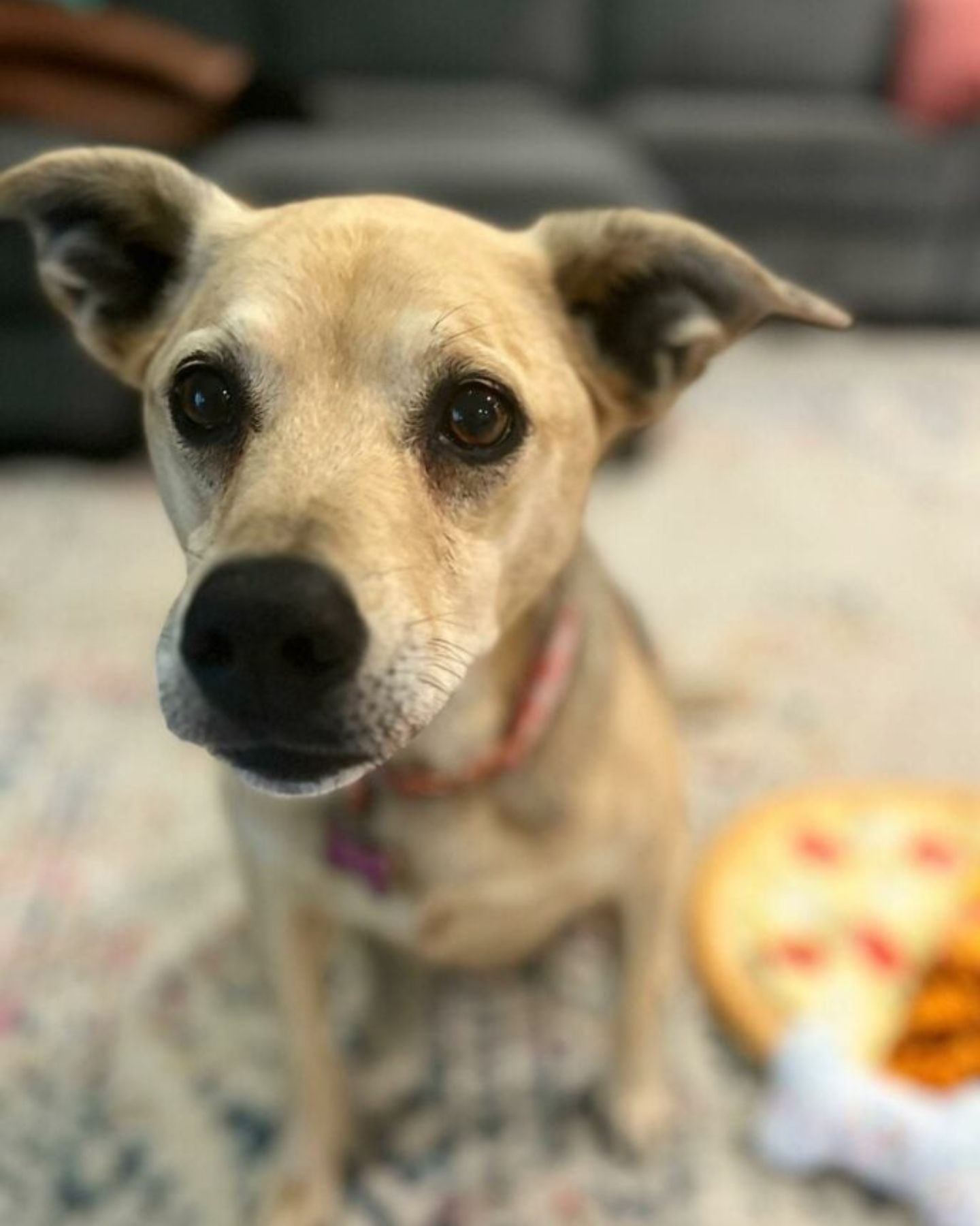dog sitting in living room