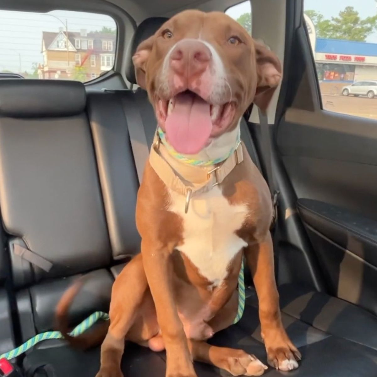 dog sitting in the car