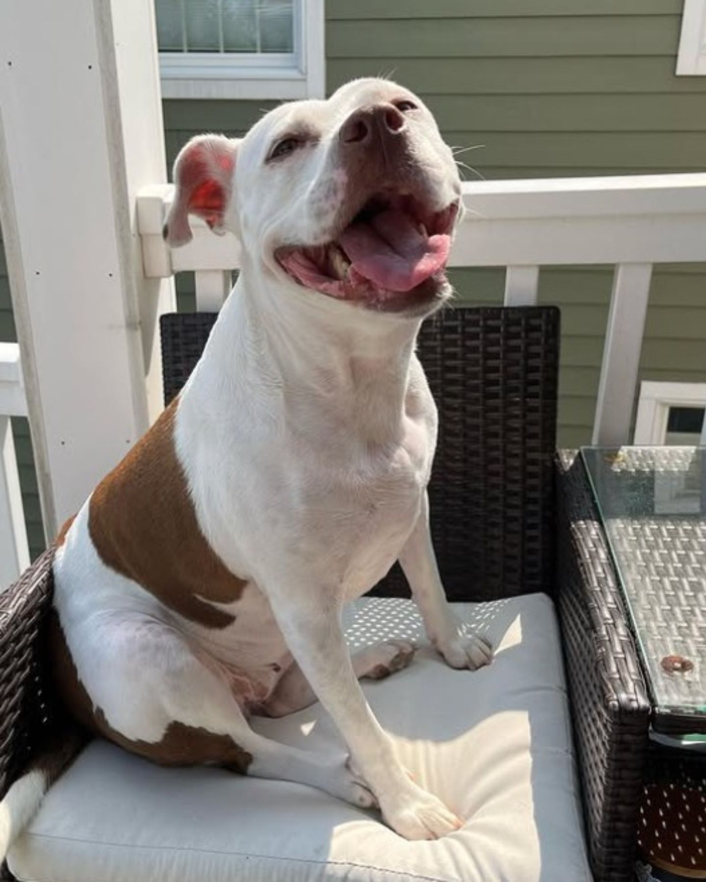 dog sitting outdoors