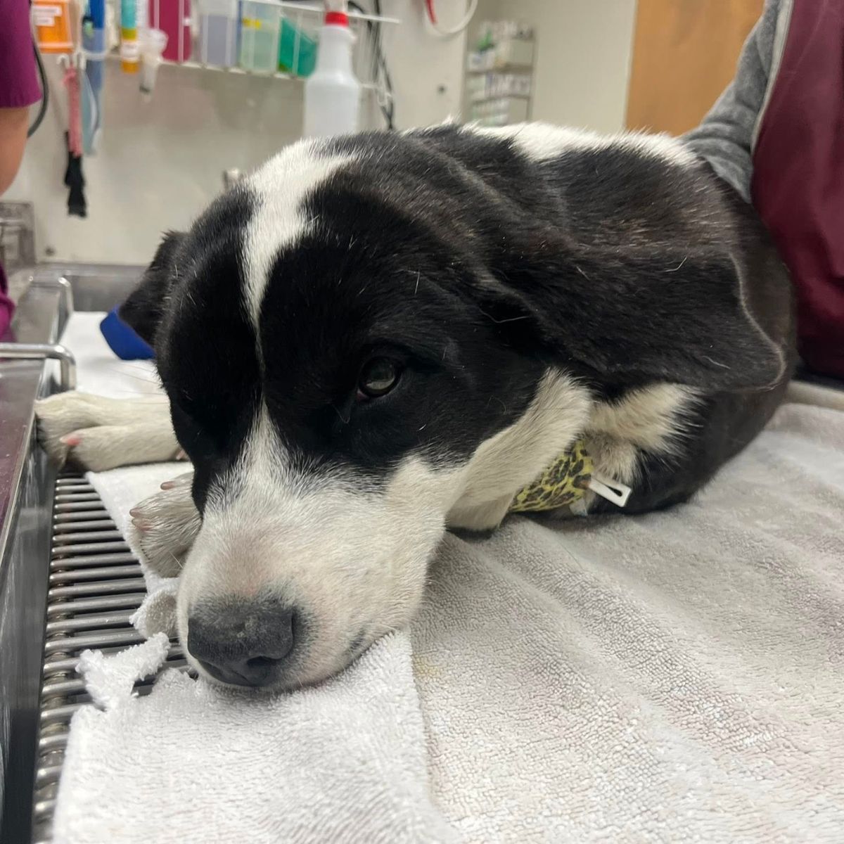 dog sleeping at the hospital