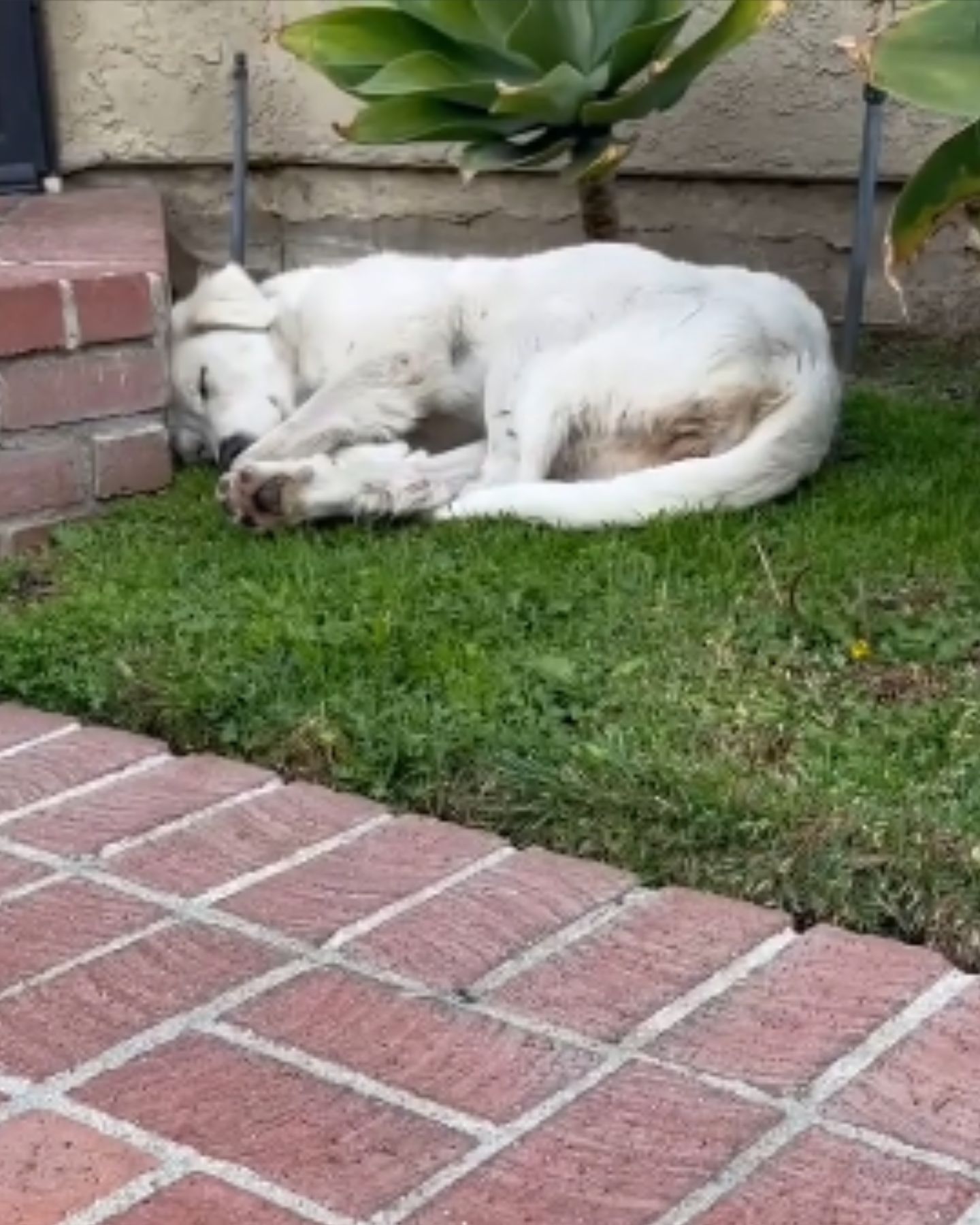 dog sleeping in the yard