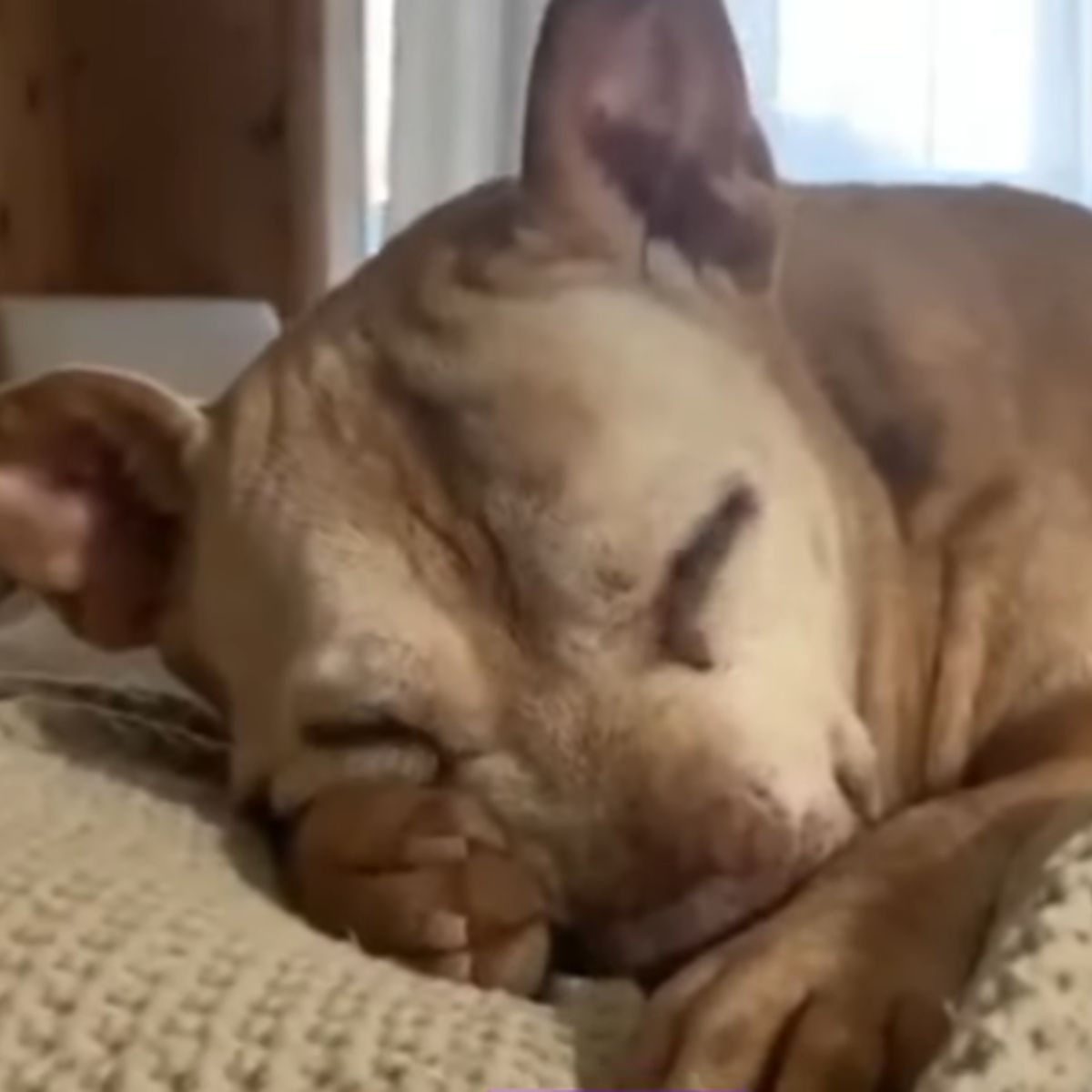 dog sleeping
