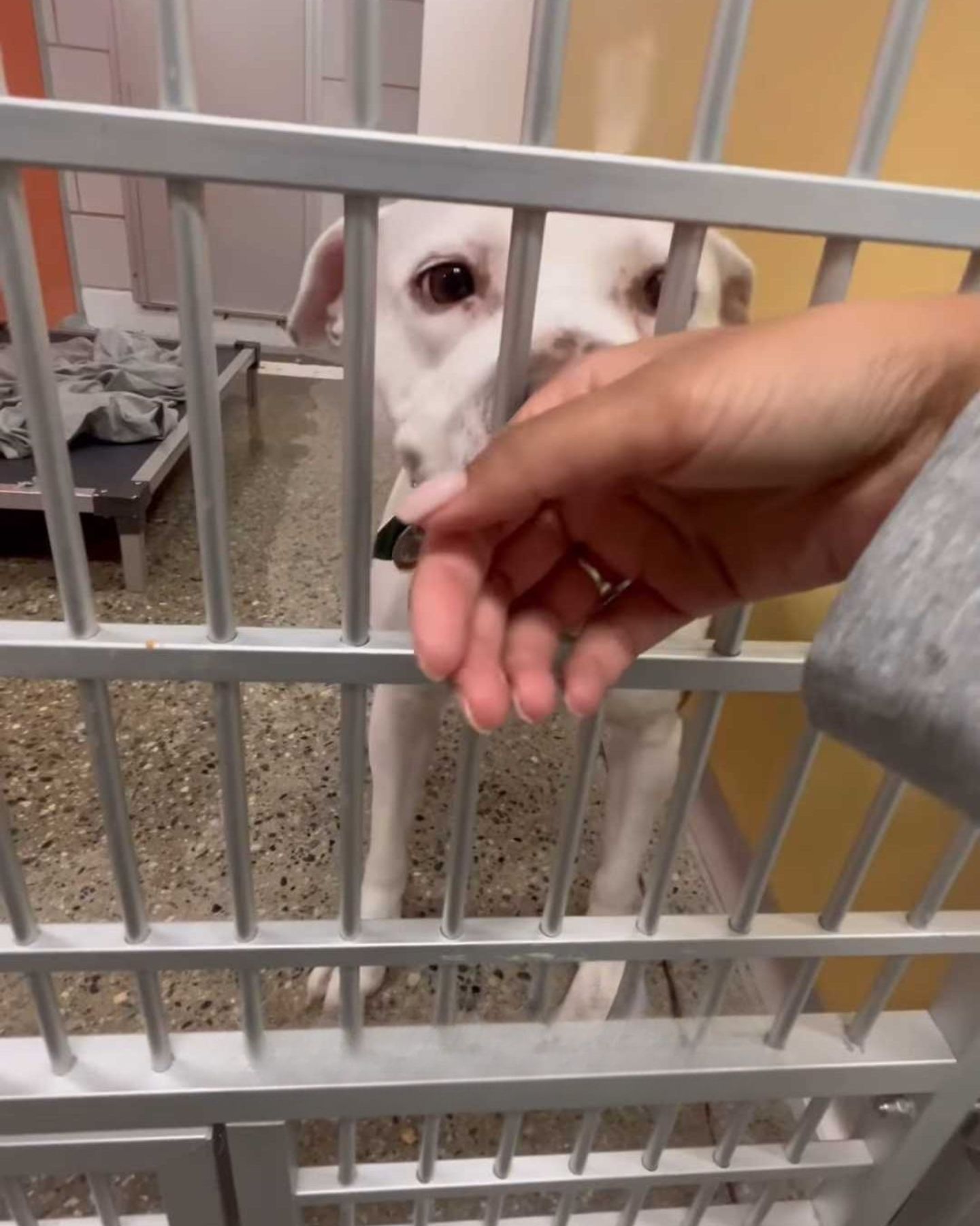 dog sniffing a hand